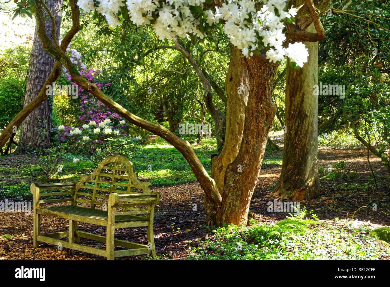 Rustikale Holzbank, die in einem ruhigen Waldgarten mit lebendigen Frühlingsblumen eingebettet ist und einen friedlichen Moment der Besinnung einlädt Stockfoto