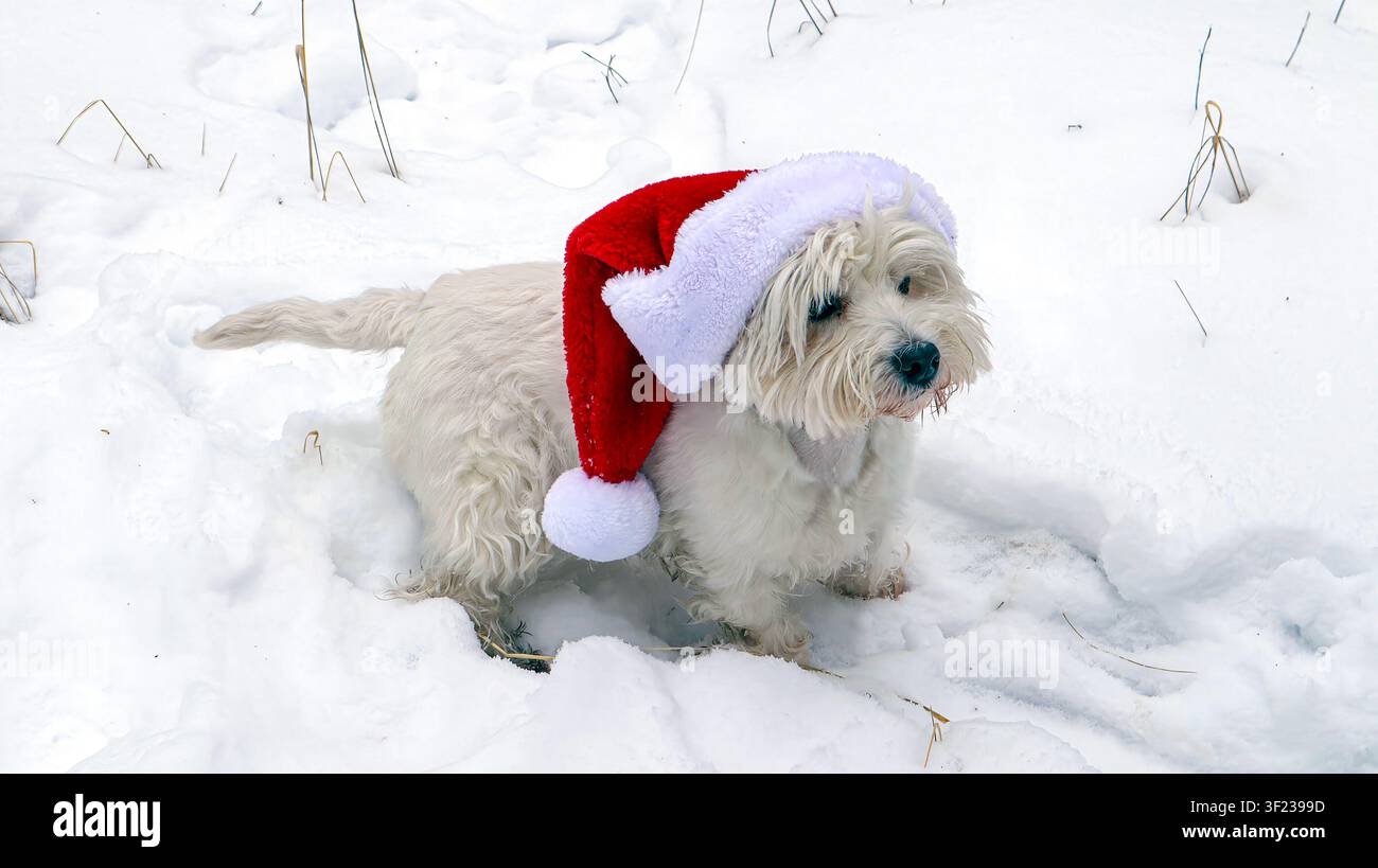 Ein kleiner weißer West-Terrier genießt die verschneite Natur, während er einen festlichen roten Weihnachtsmannhut trägt. Die Szene fängt den verspielten Geist des Winters ein Stockfoto