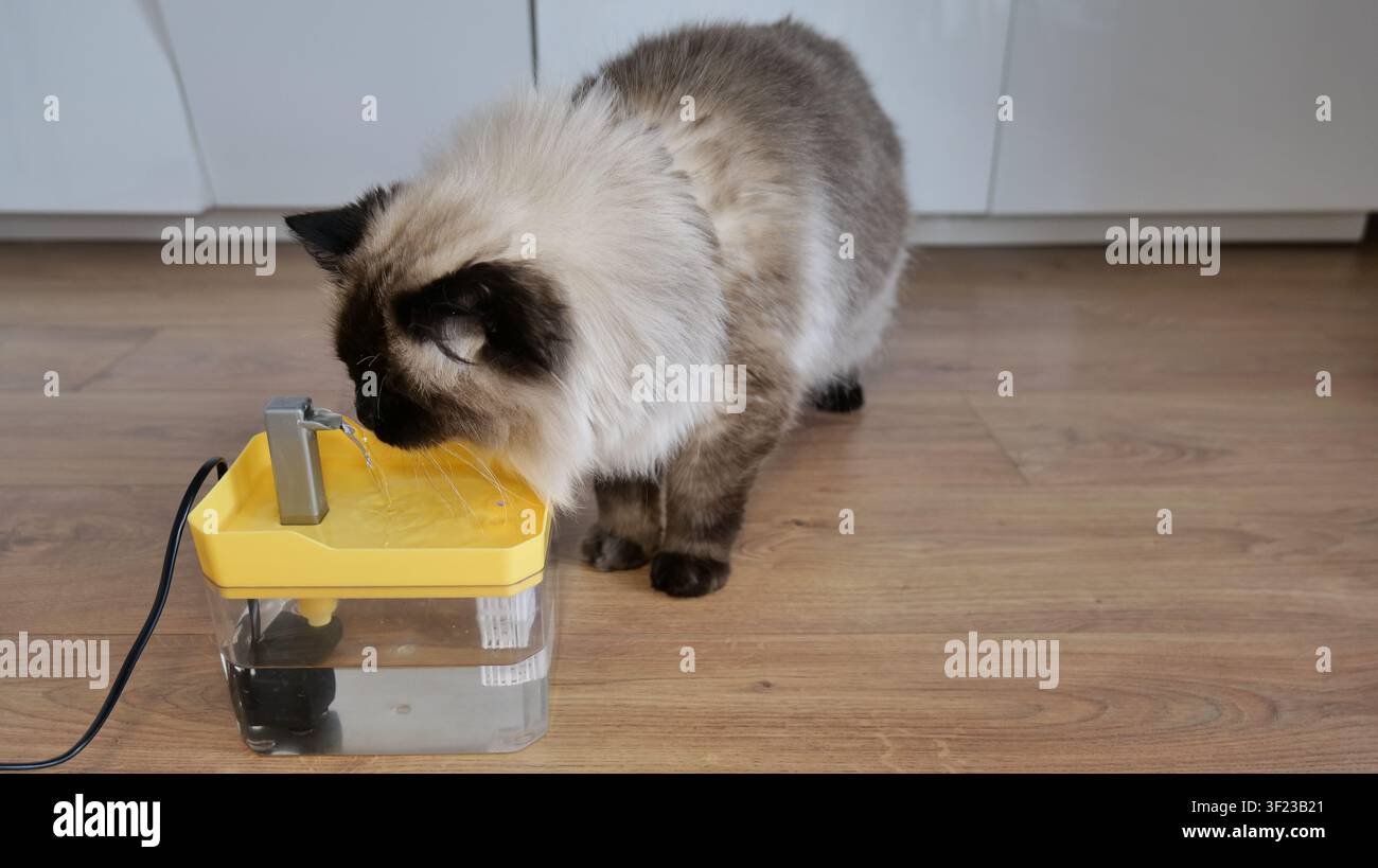 Ragdoll Cat Trinkwasser aus einem Tierbrunnen Stockfoto
