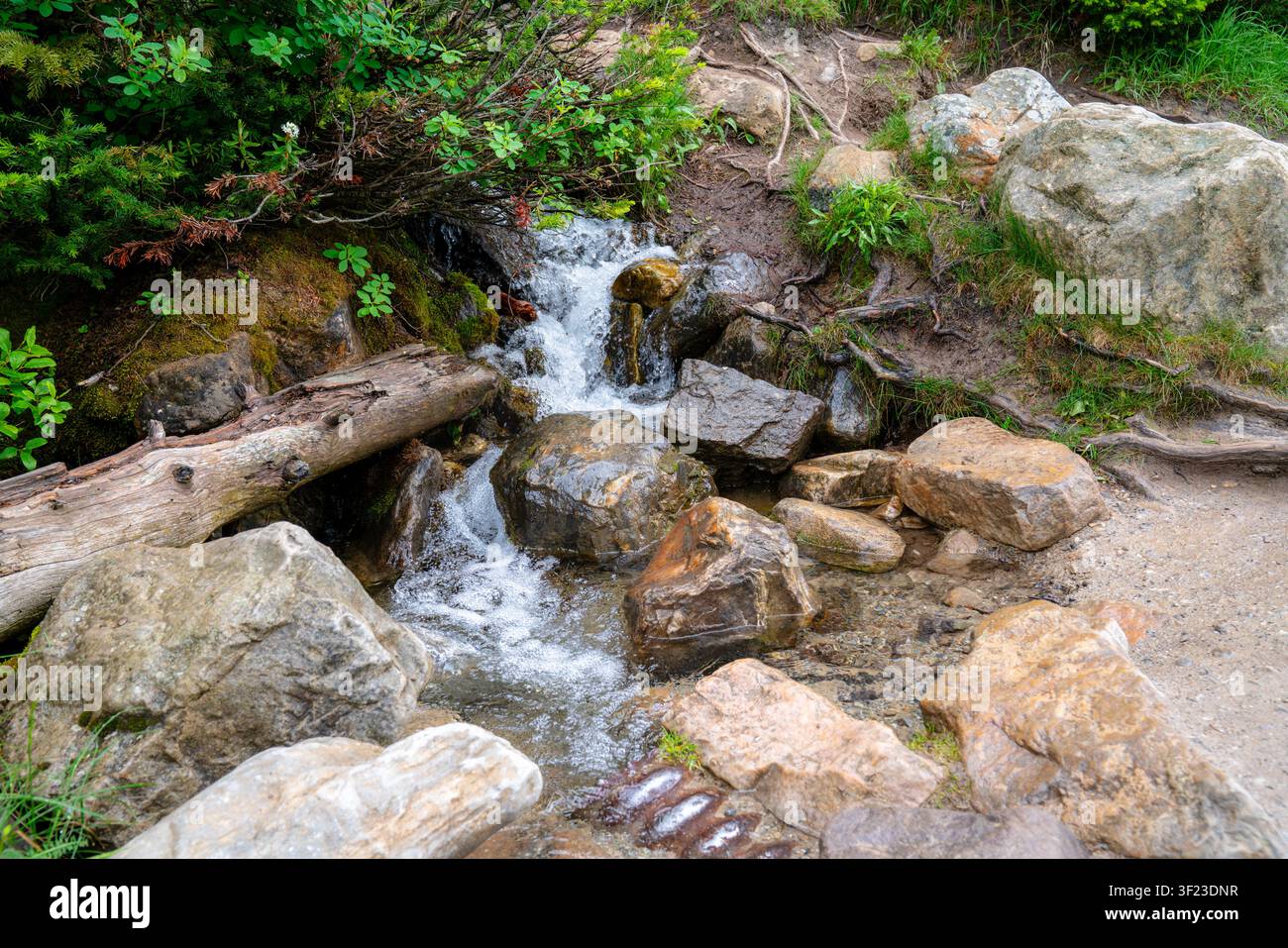 Ein kleiner Gebirgsbach stürzt über verwitterte Felsen und gefallene Baumstämme durch einen üppigen Alpenwald in der Nähe des Lake Louise im Banff-Nationalpark Stockfoto