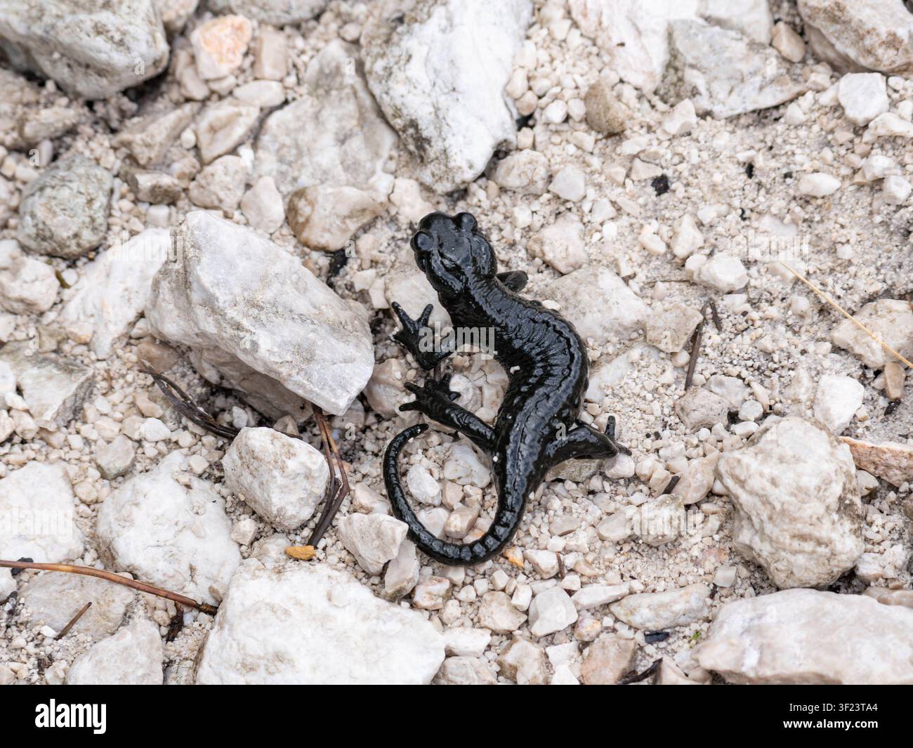 Biodiversität - Endagered Species - Schwarzer Alpensalamander in den deutschen Alpen - Salamandra atra. Hochwertige Fotos Stockfoto