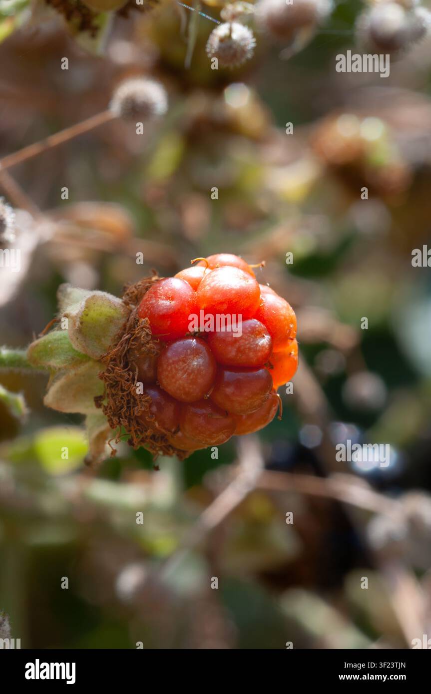 Cluster von rötlich-orangen Früchten an einer Pflanze. Grüne Kelchblätter, braune getrocknete Teile und flauschige Kugeln sichtbar. Naturszene im Freien. Stockfoto