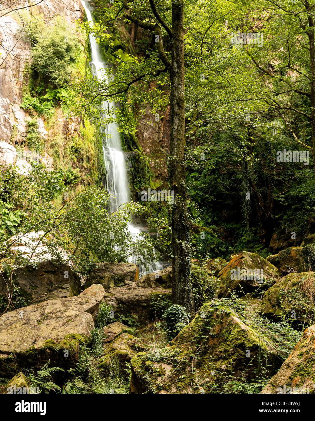 Hohe Wasserfälle stürzen durch moosige Klippen und dichten grünen Wald, umrahmt von Bäumen, Farnen und Felsen in der feuchten Landschaft von Asturien, Norden Stockfoto