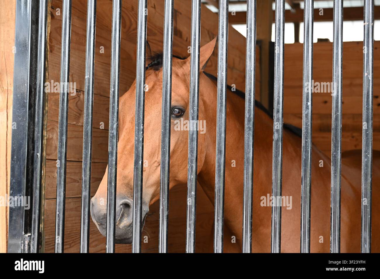 Porträt eines Baggers hinter Stallgittern in Aiken, South Carolina Stockfoto