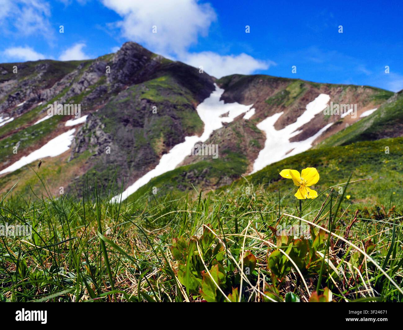 Gelbe Wildblume (Viola) vor dem Hintergrund des Monte Casarola Stockfoto