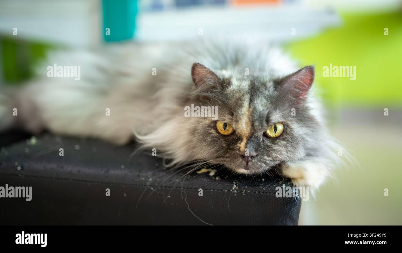 Ein ruhiges Bild einer flauschigen grauen Katze mit lebhaften gelben Augen, die bequem auf einer Oberfläche mit einem hellgrünen Hintergrund liegt und Entspannung zeigt Stockfoto
