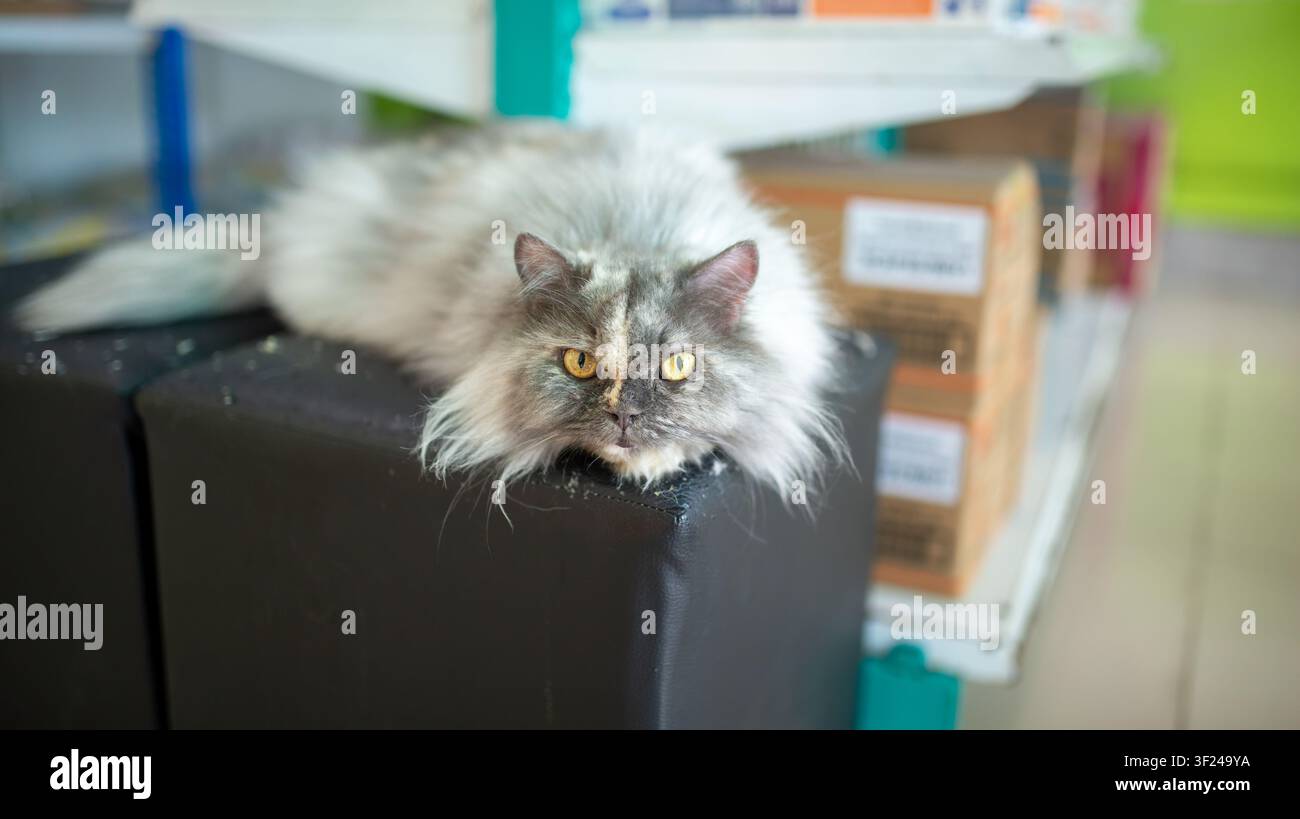 Eine flauschige graue Hauskatze mit durchdringenden gelben Augen liegt auf einem Regal im Innenraum und zeigt eine entspannte und neugierige Haltung in einer gemütlichen Wohnumgebung. Stockfoto
