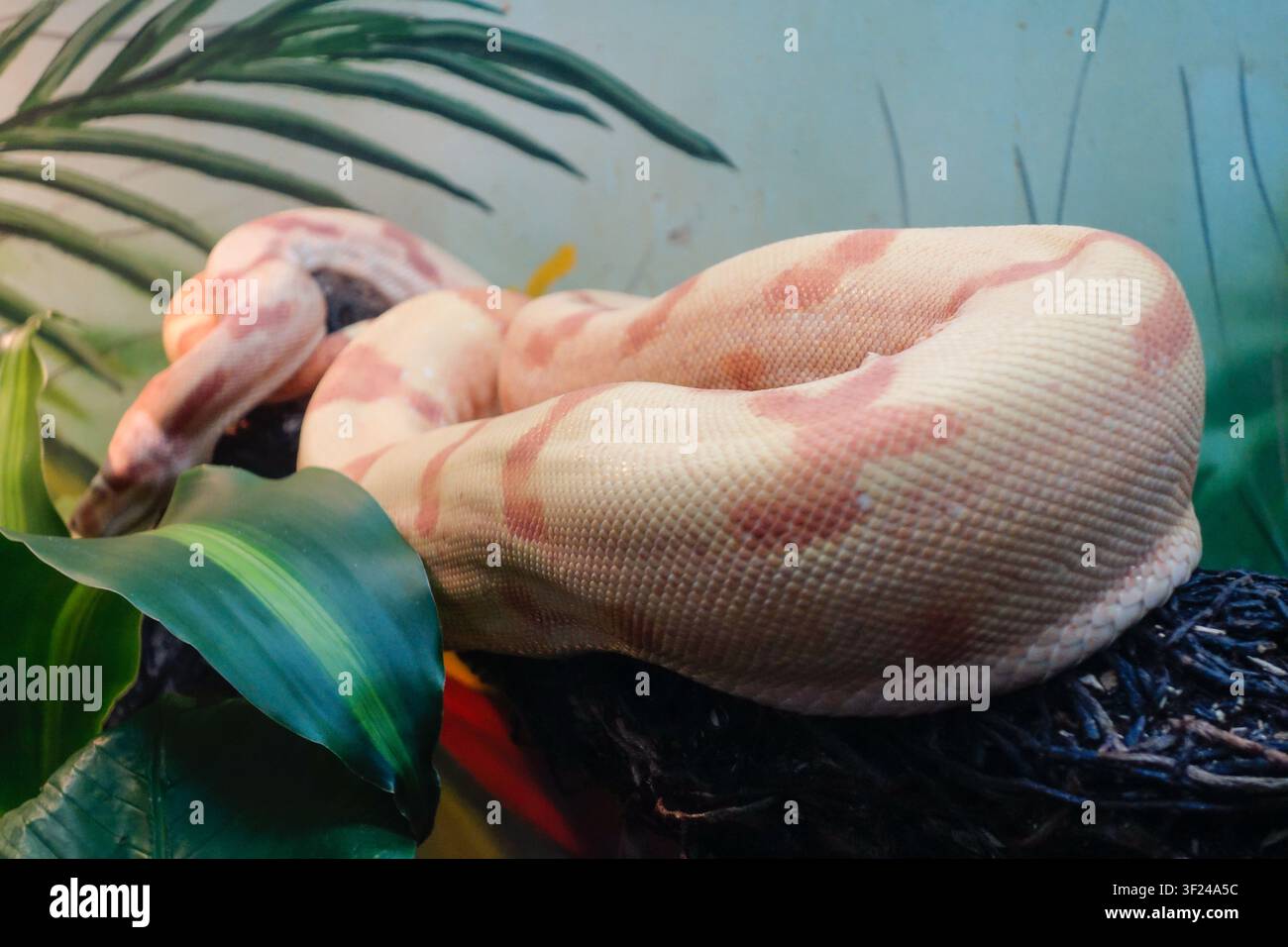 Nahaufnahme einer Albine-Python-Schlange in Gefangenschaft. Stockfoto
