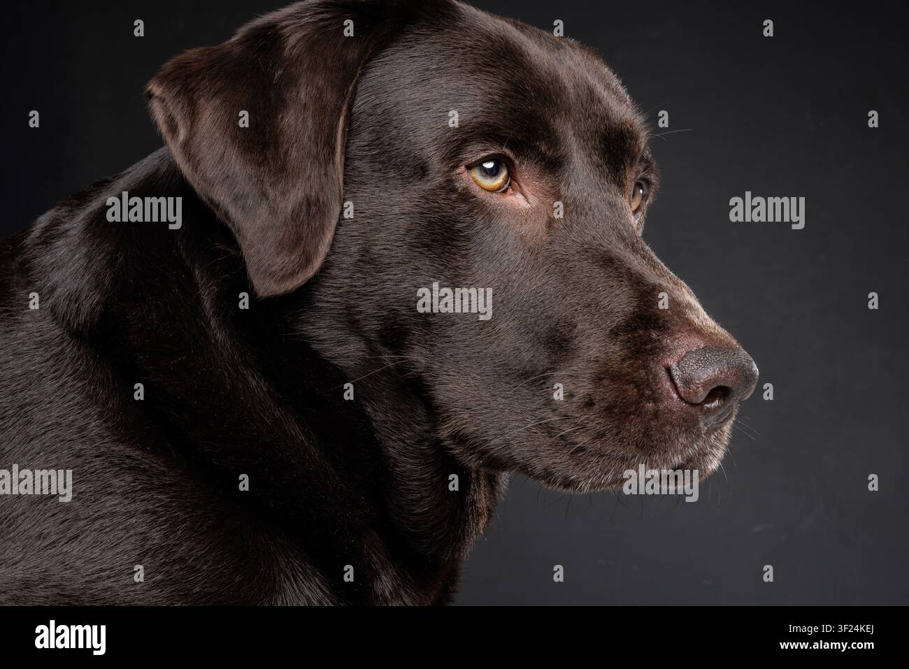 Ein atemberaubendes Nahaufnahme-Porträt eines Schokoladen-Labradors vor dunklem Hintergrund, ideal für haustierbezogene Werbung, Artikel oder persönliche Projekte. Stockfoto