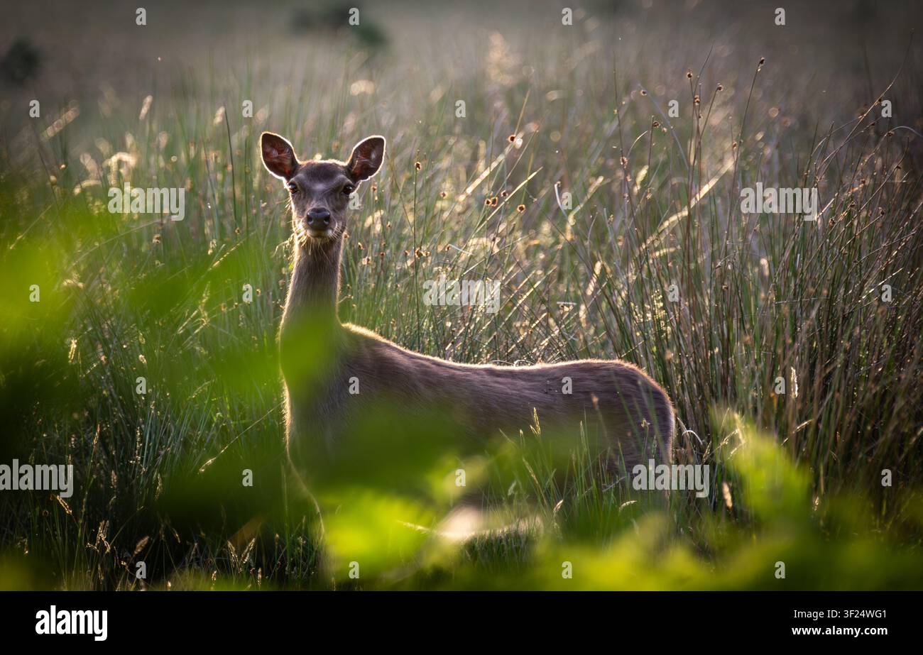 Hirsch auf einer Wiese, von der Abendsonne hinterleuchtet Stockfoto