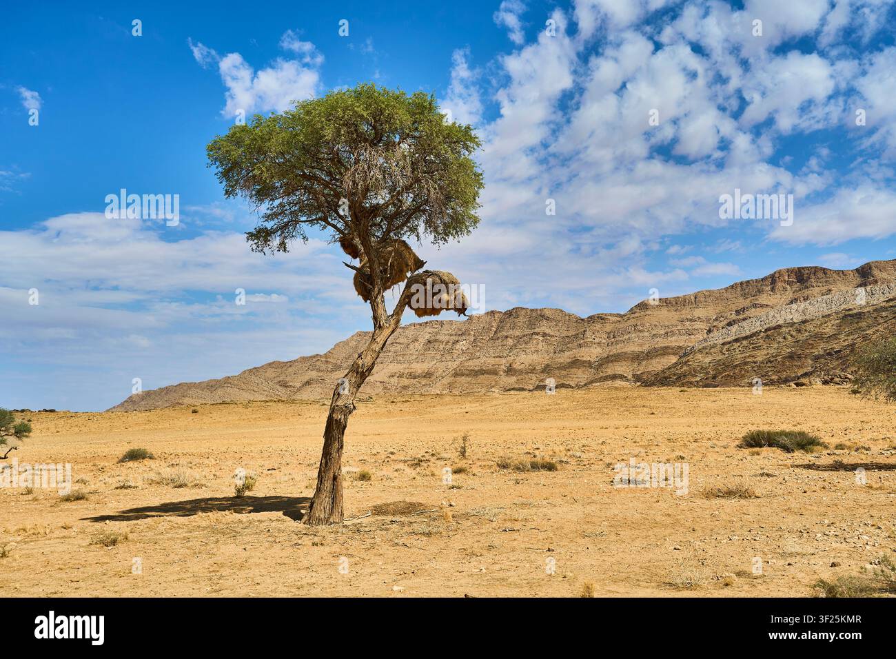 Ein einzelner Kameldornbaum mit massiven Nester der Sozialweber steht in der ariden namibischen Wüste mit einer Bergkette unter einem wolkigen blauen Himmel. Stockfoto