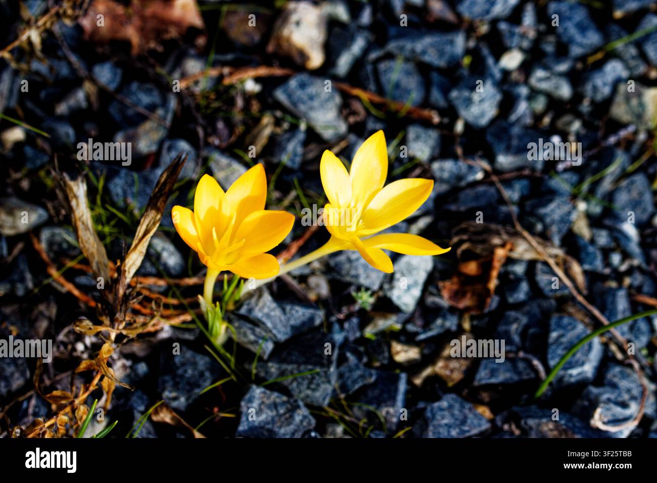 Crocus flavus, bekannt als gelber Krokus, niederländischer gelber Krokus oder Schneekrokus, ist eine Pflanzenart aus der Gattung Crocus. Stockfoto