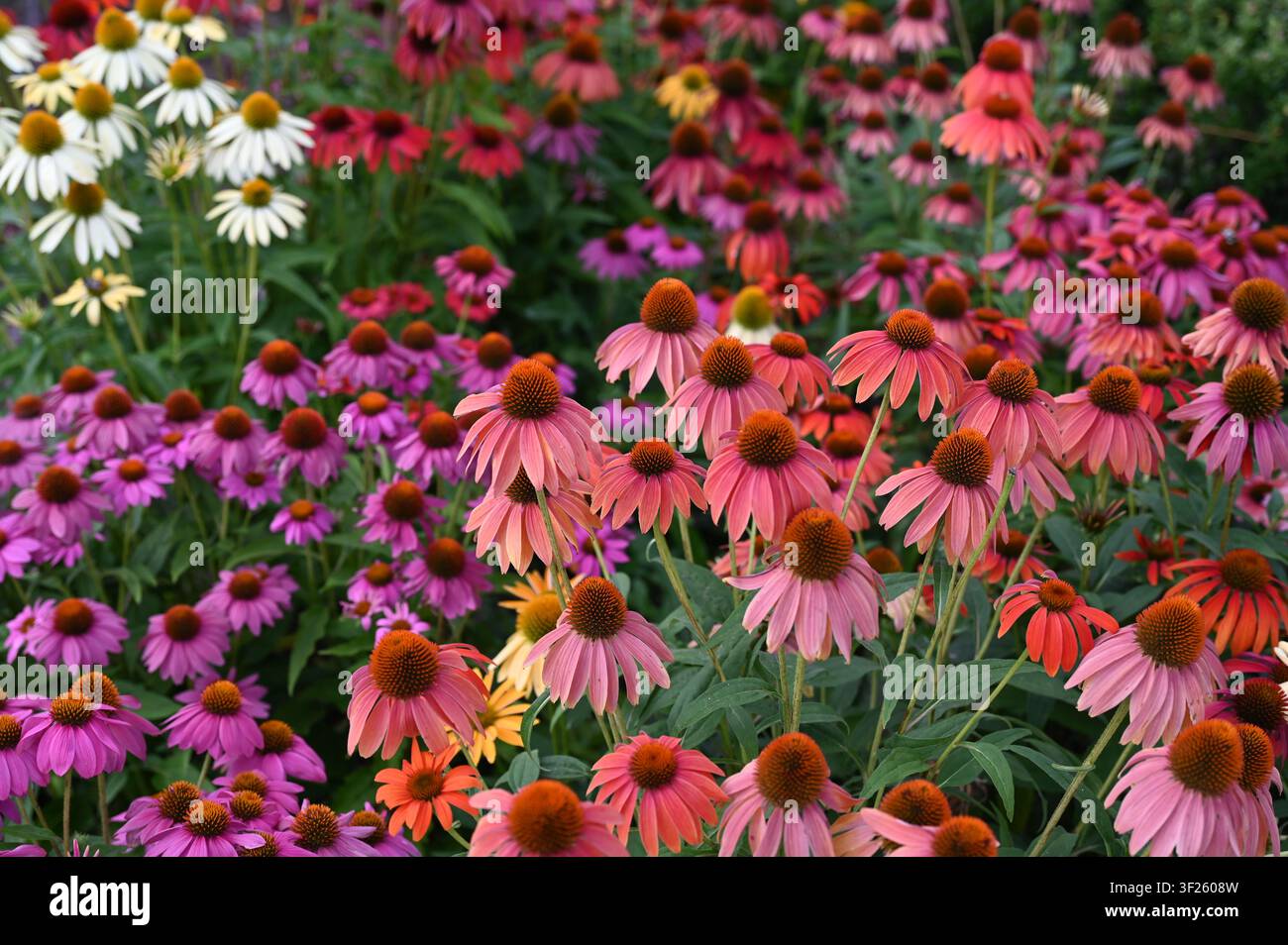 Mehrfarbige Sonnenhutpflanzen Stockfoto