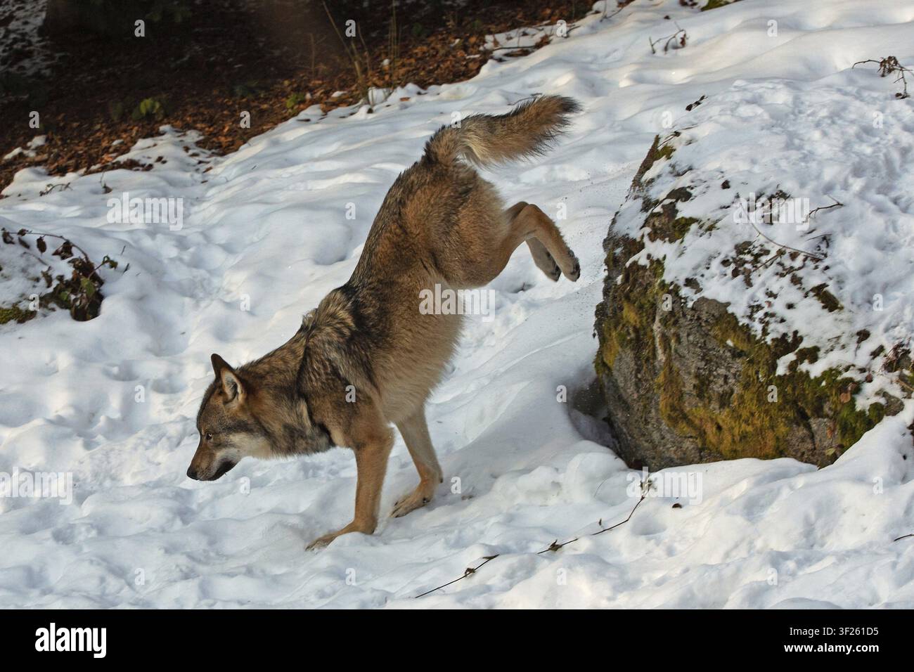 Erwachener Wolf springt im Schnee von Felsstein und schaut nach links, Bayerischer Wald, Bayern, Deutschland Stockfoto
