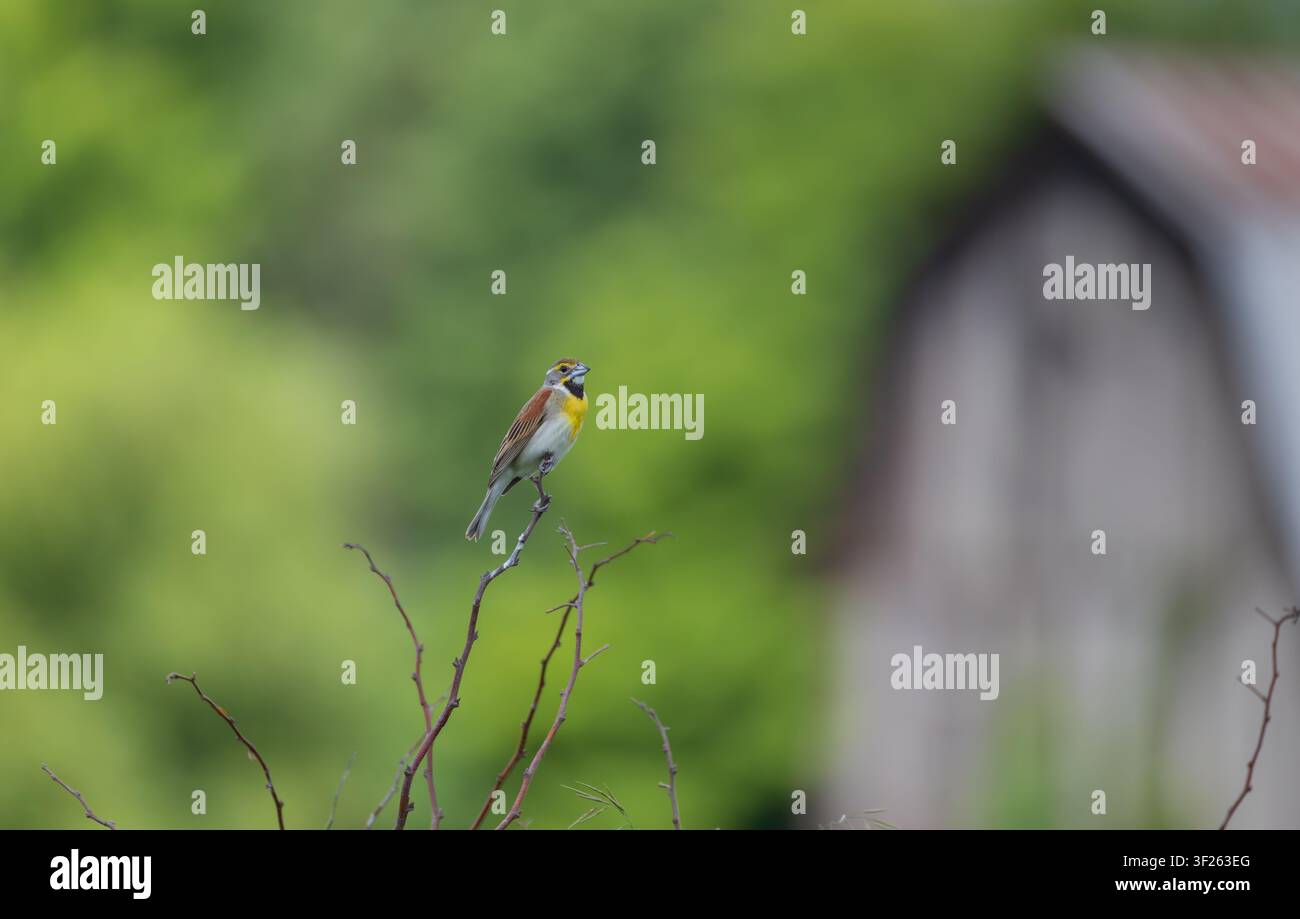Männlicher Dickcissel an einem Junimorgen im nördlichen Wisconsin. Stockfoto