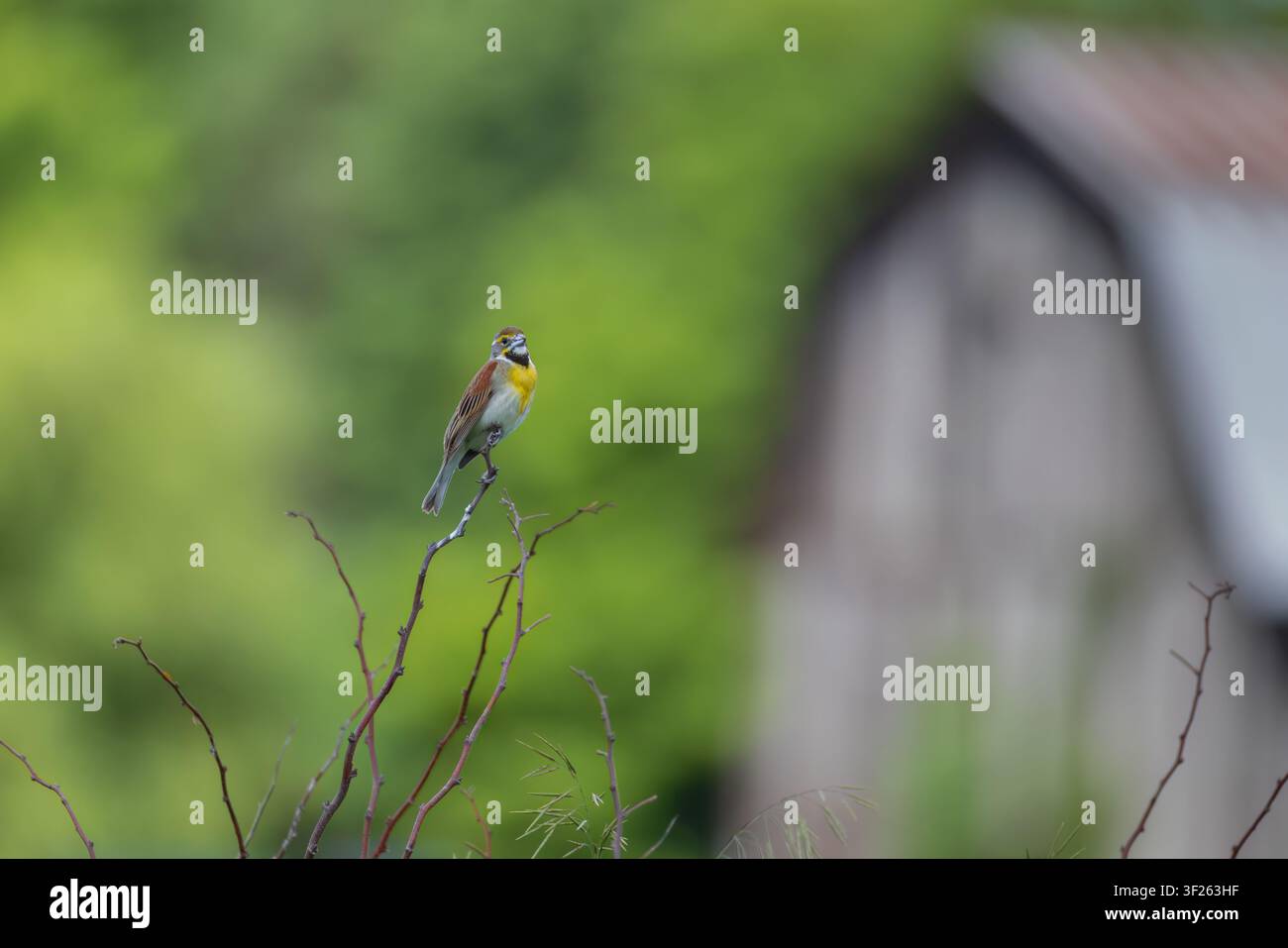 Männlicher Dickcissel an einem Junimorgen im nördlichen Wisconsin. Stockfoto
