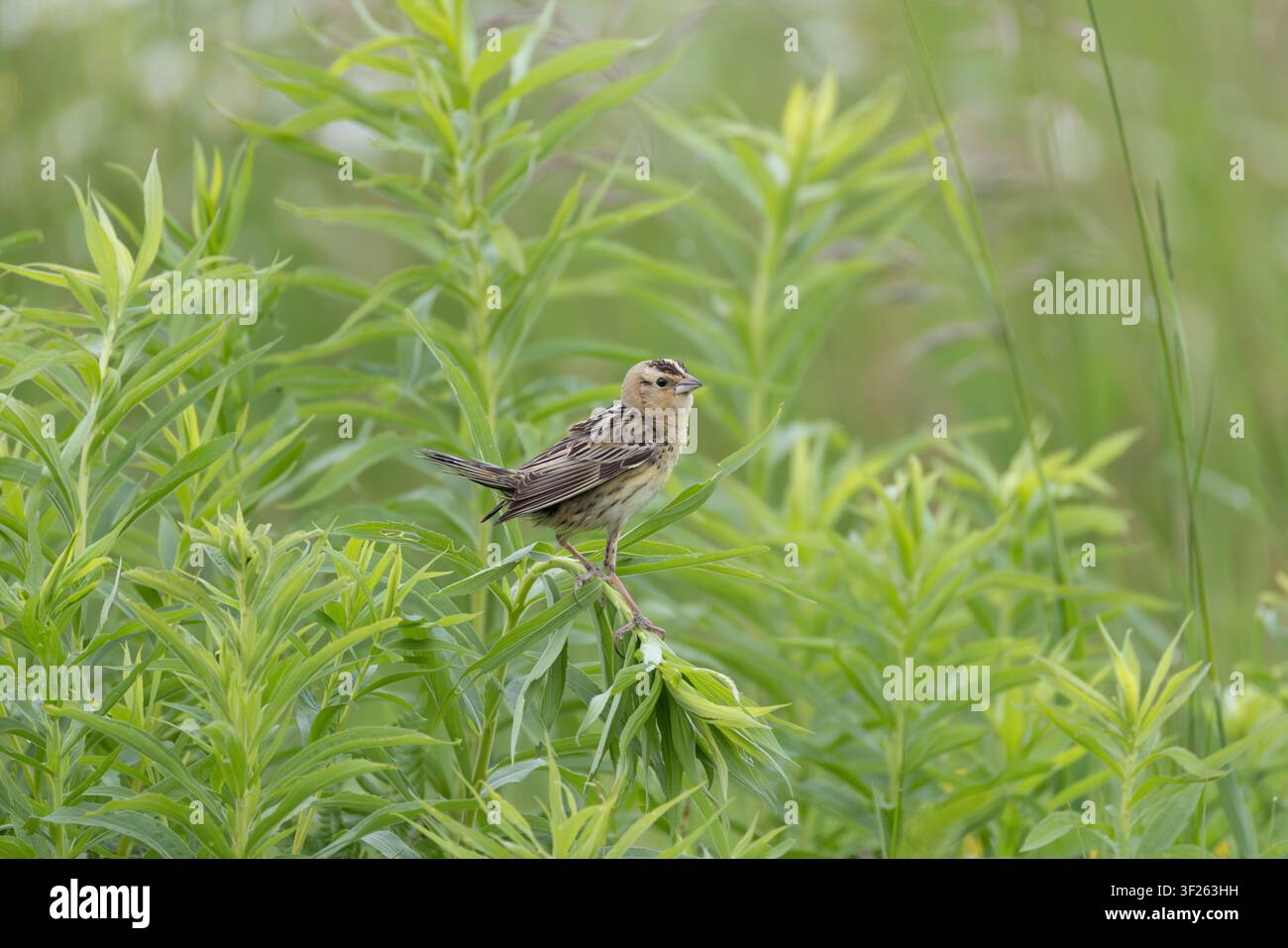 Weiblicher Bobolink an einem Junimorgen im nördlichen Wisconsin. Stockfoto