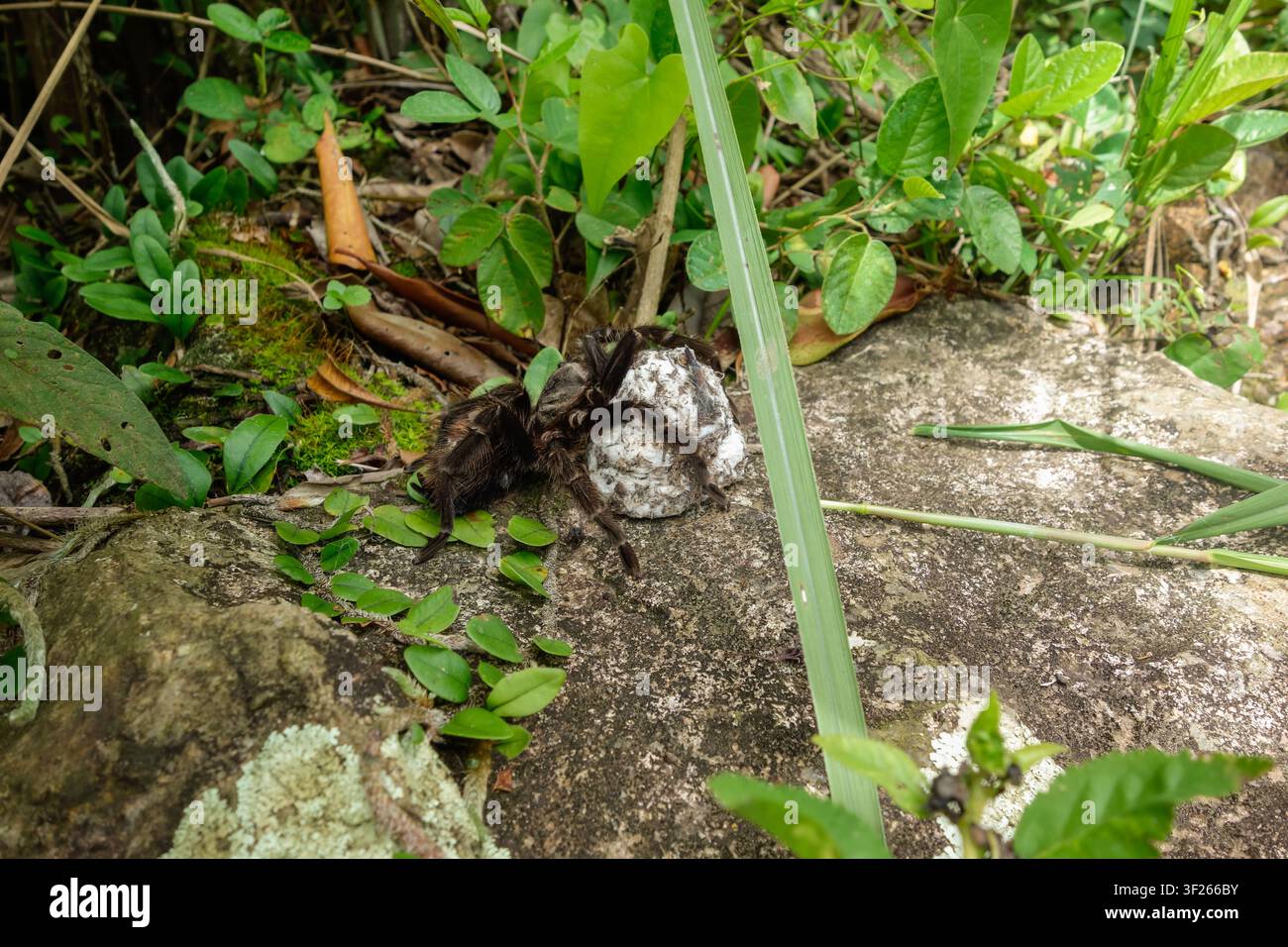 Brasilianische Vogelspinne, Theraphosidae, mit Eiersack an den Beinen. Stockfoto
