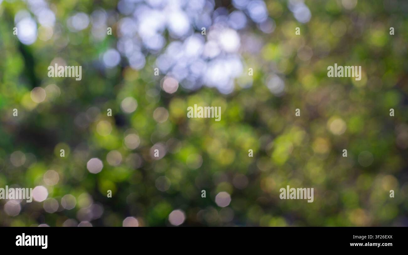 Unscharfer grüner Naturhintergrund mit weichem Bokeh-Licht, geeignet für natürliche Kulisse, friedliche Stimmung, Außendesign Stockfoto