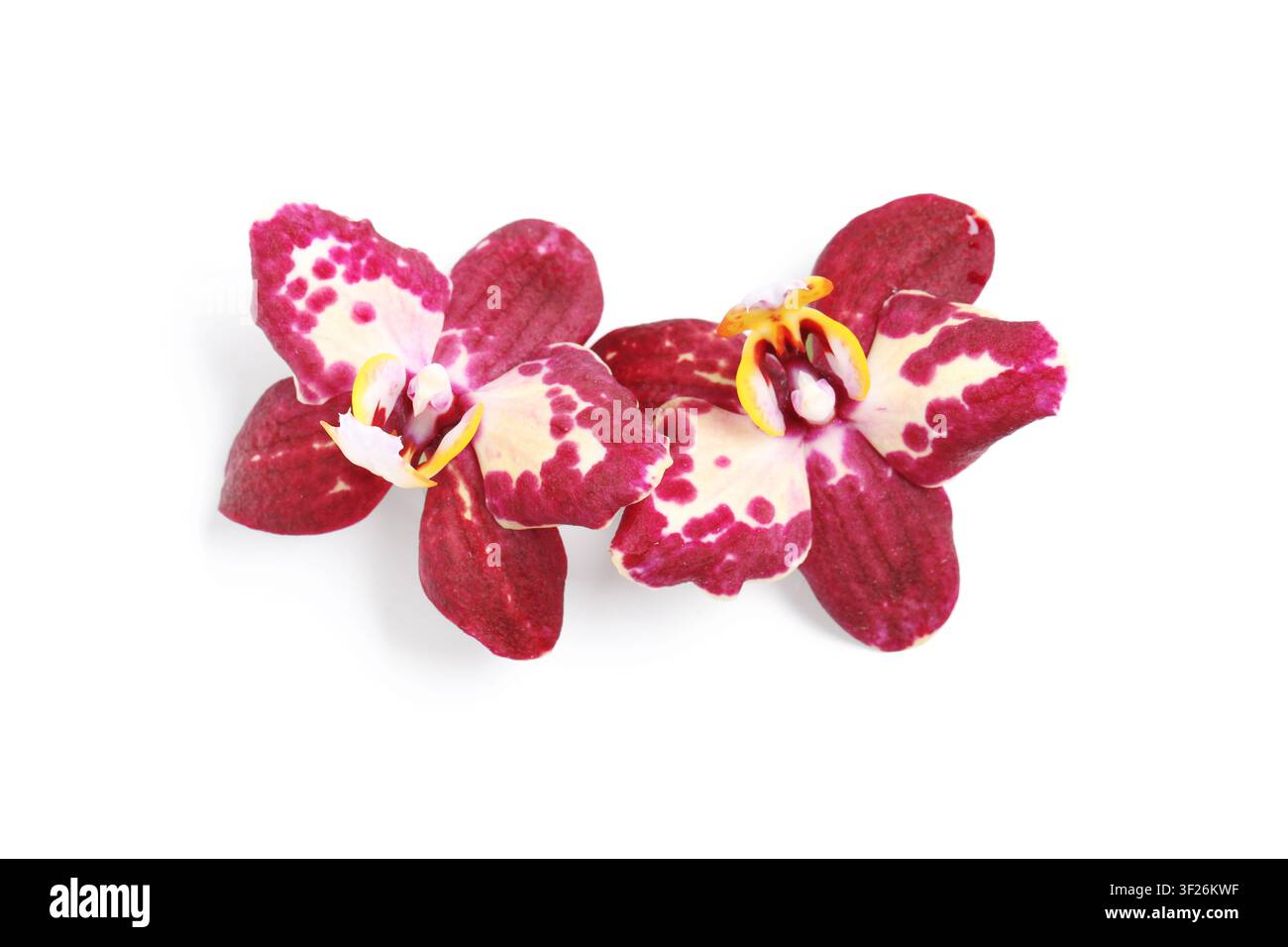 Zwei gesprenkelte Phalaenopsis-Orchideenblüten mit tiefroten und cremefarbenen Blütenblättern, tropische Pflanze isoliert auf weißem Hintergrund Stockfoto
