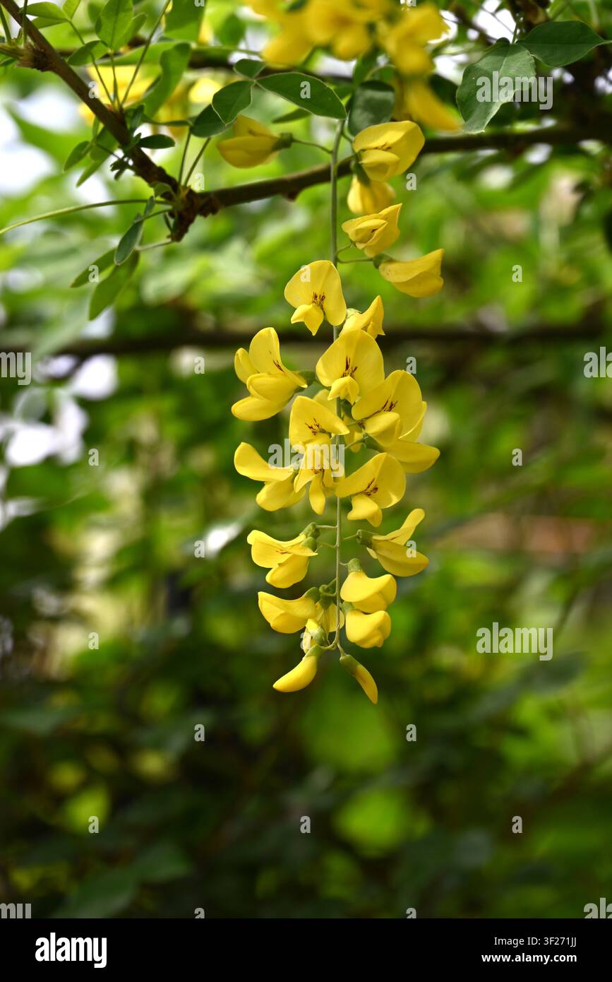 Goldene Kettenblumen. Fabaceae, ein laubabwerfender giftiger Strauch. Im Frühsommer produziert er duftende gelbe Blüten in Trauben und seine Samen sind giftig. Stockfoto