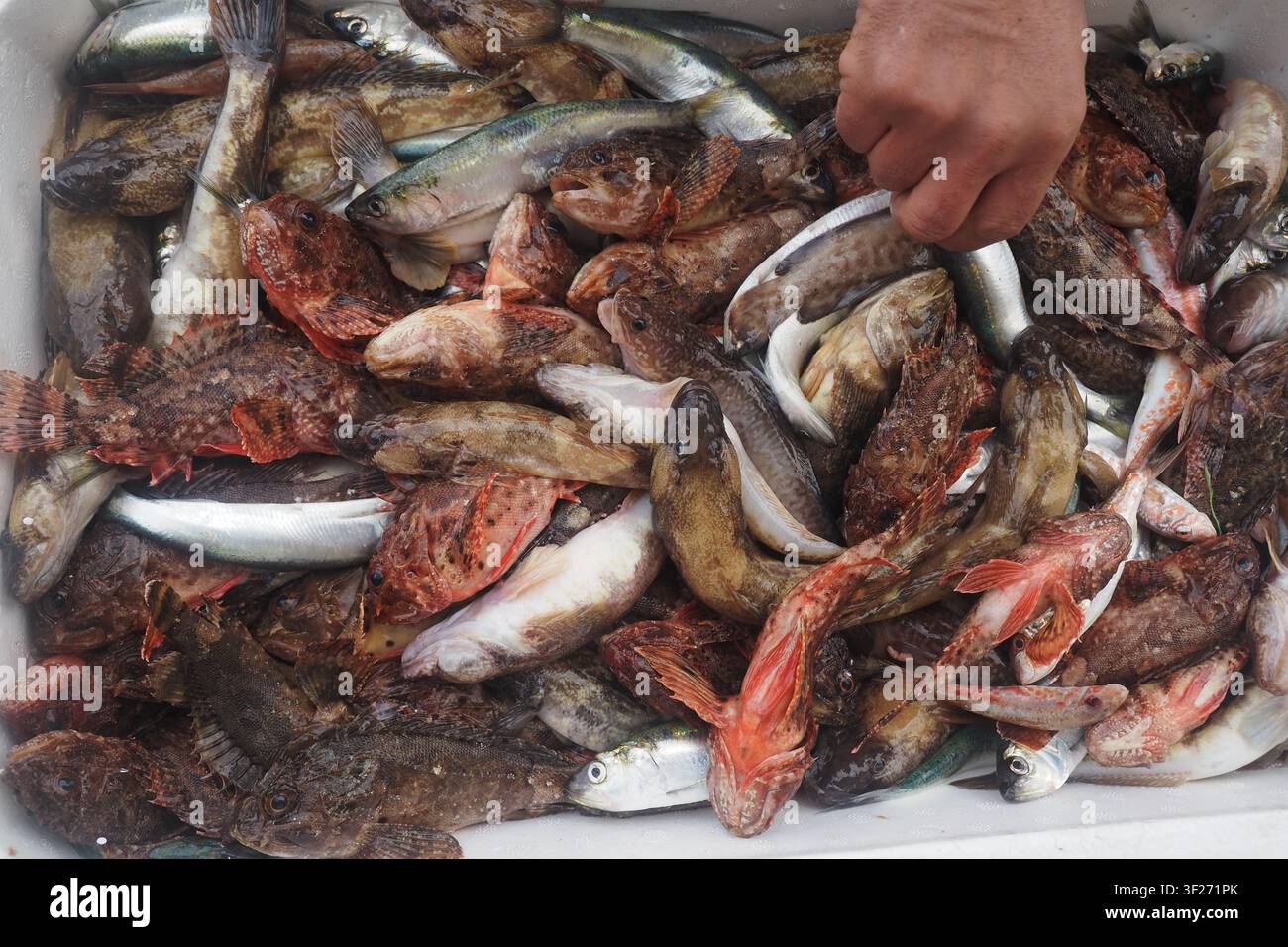 Frischer Fischfang auf dem lokalen Markt am Morgen Stockfoto