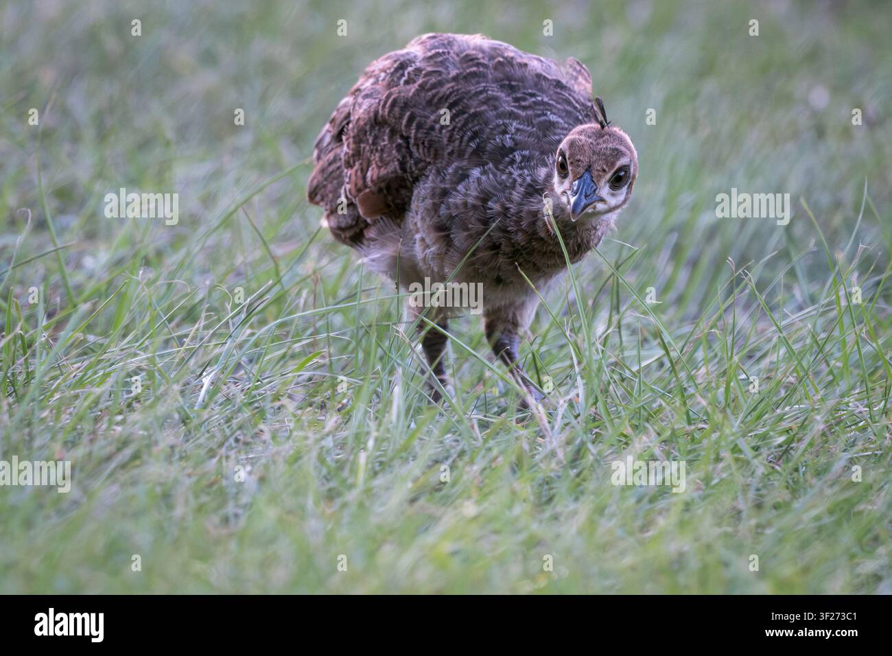 Augenhöhe, Nahaufnahme eines indischen Pfaus, flügge gewordenes Pfauen Küken, das der Kamera zugewandt ist mit seinen scharfen Augen, die auf eine kleine Raupe auf einem Grashalm gerichtet sind. Stockfoto