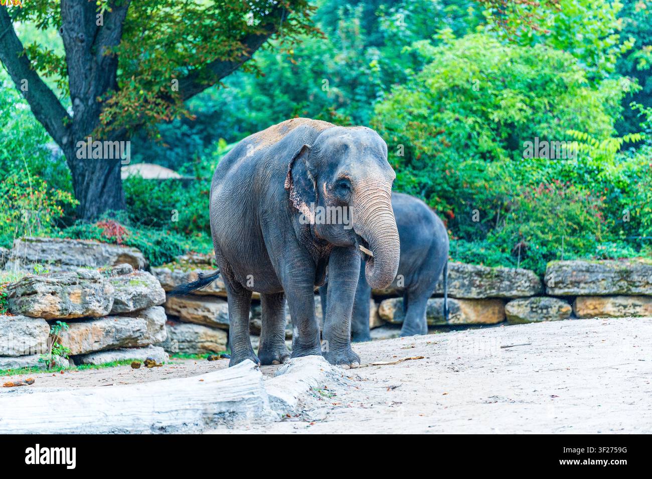 Nahaufnahme eines asiatischen Elefanten, der in einem geräumigen Außengehege im Zoo Leipzig in Deutschland steht. Der große graue Elefant wird von vorne gesehen Stockfoto