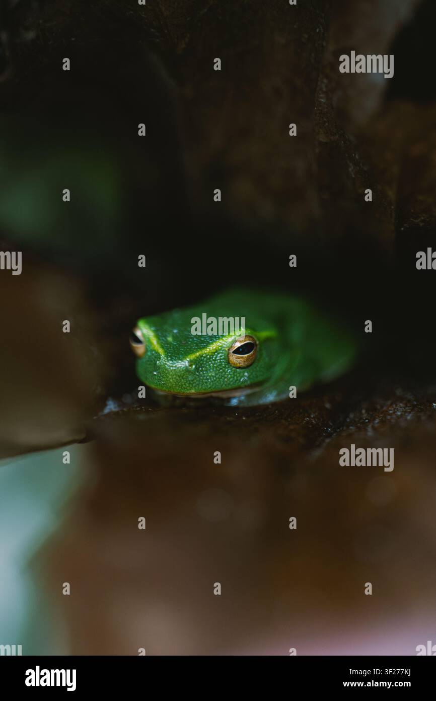 Grüne Baumfrosch Nahaufnahme, Queensland, Australien Stockfoto