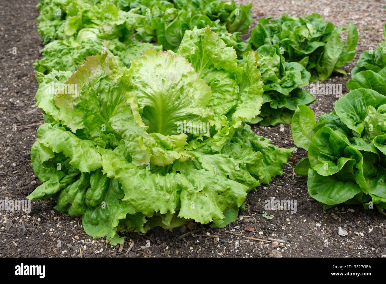 Lactuca sativa Iceberg, Eisbergsalat, Kopfsalat, einjähriger/zweijähriger Salat mit einem dichten runden Kopf Stockfoto