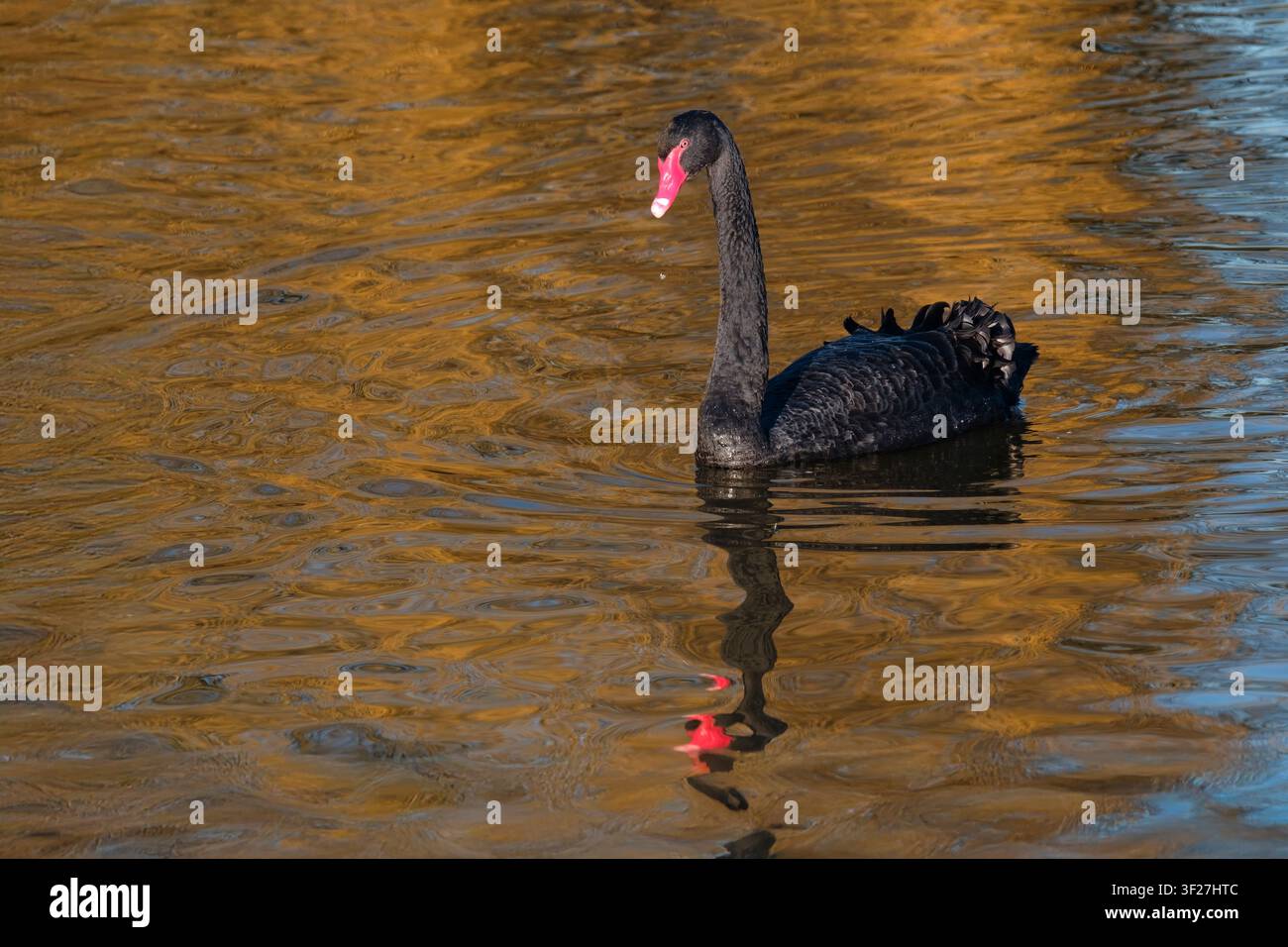 Schwarzschwan, Cygnus atratus, dunkles Körpergefieder, weiße Federspitzen an den Flügeln, orange-roter Schnabel, weißer Band nahe der Spitze, hellrote Augen Stockfoto