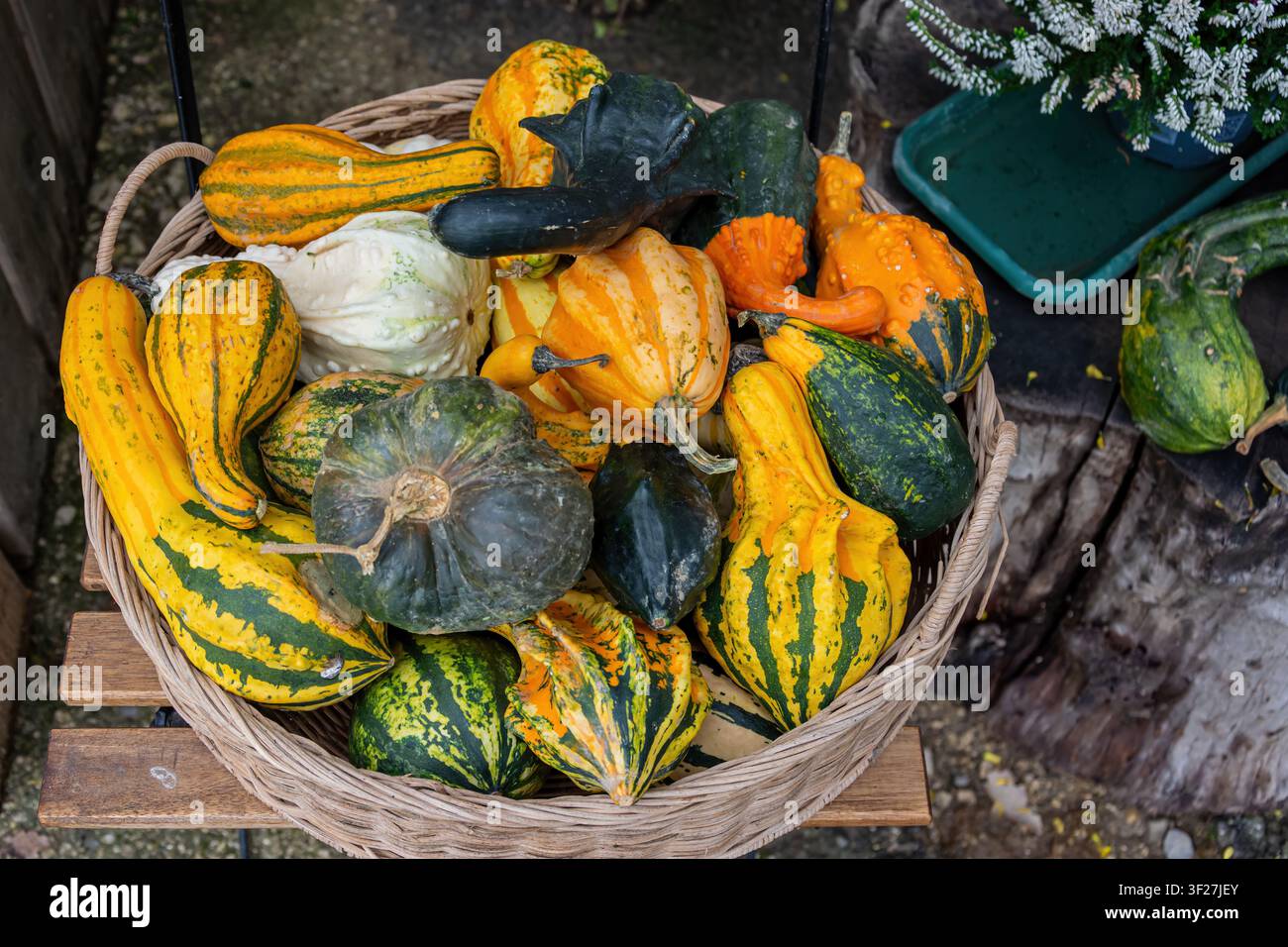 Rustikaler Weidenkorb gefüllt mit gestreiften dekorativen Kalebassen in Gelb, Grün, Orange, Weiß und dunklen Tönen. Stockfoto