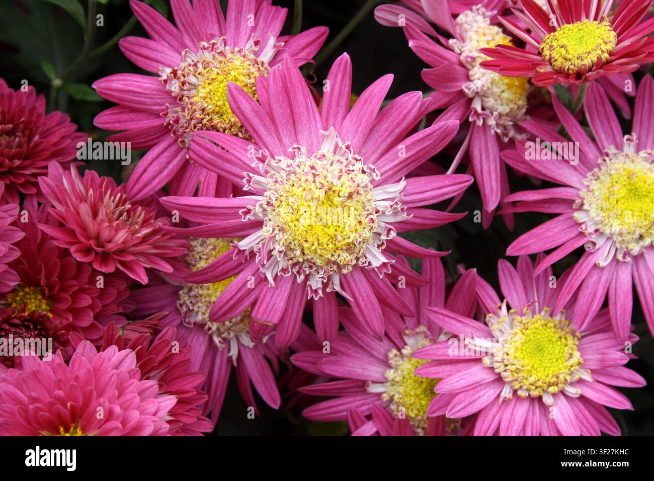 Leuchtend rosa und weiße Chrysantheme mit deutlichem gelbem Zentrum. Stockfoto