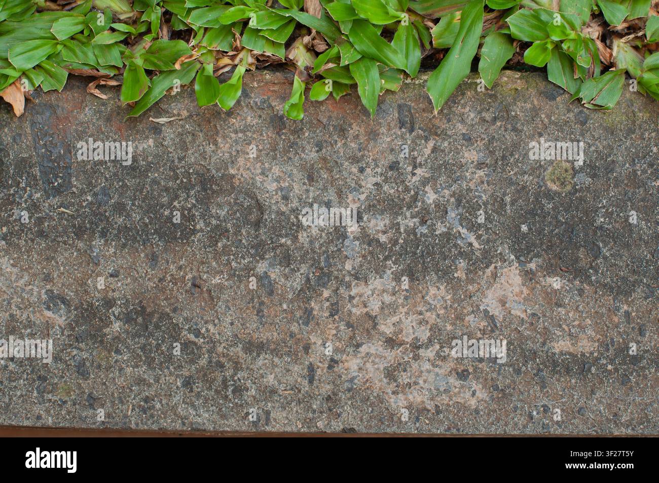 Die Natur findet einen Weg. Grüne Pflanzen und Unkraut wachsen durch Risse im alten Beton und zeigen Widerstandsfähigkeit in einer städtischen Umgebung. Stockfoto
