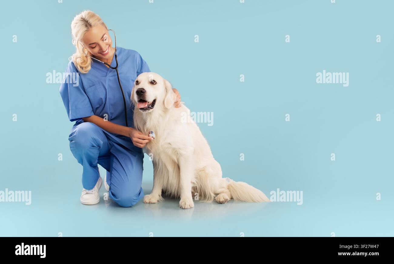 Tierärztin untersucht Hund in der Klinik, glückliches Haustier und Besitzer. Gesundheitskonzept Stockfoto