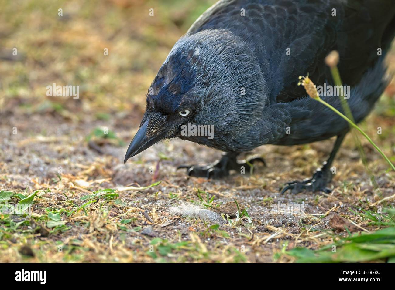 Nahaufnahme einer Dohle (Coloeus monedula), die am Boden nach Nahrung sucht, wobei ihr charakteristisches hellgraues Auge und ihr scharfer Schnabel zu sehen sind. Stockfoto
