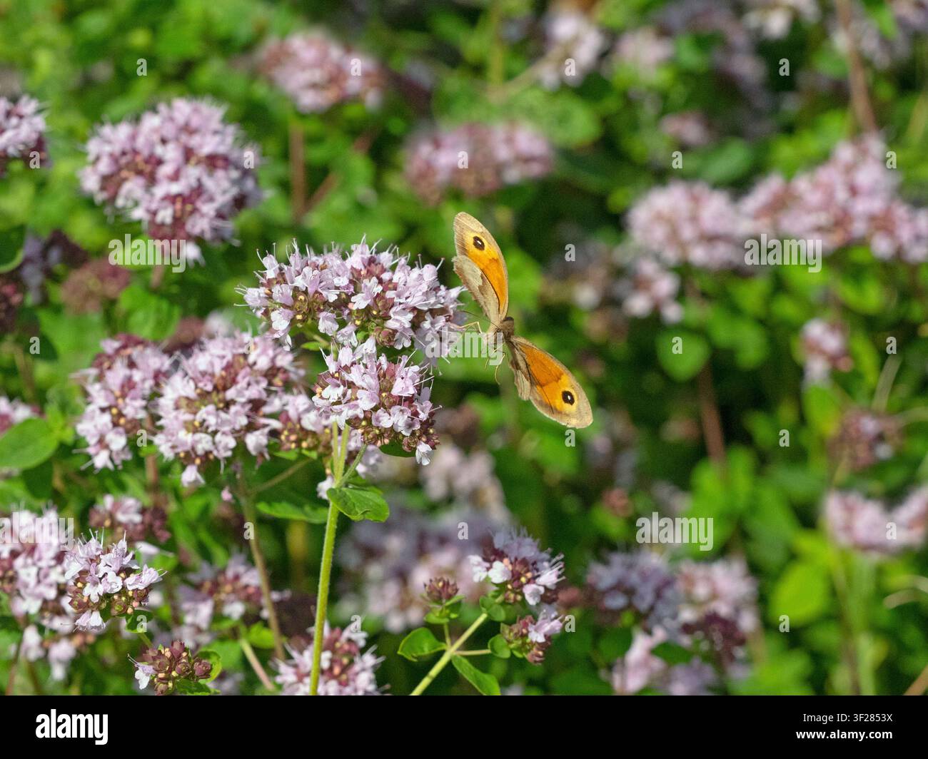 Wiesenbraunfalter Maniola jurtina, der an wildem Margoram im Juli im Sommer füttert Stockfoto