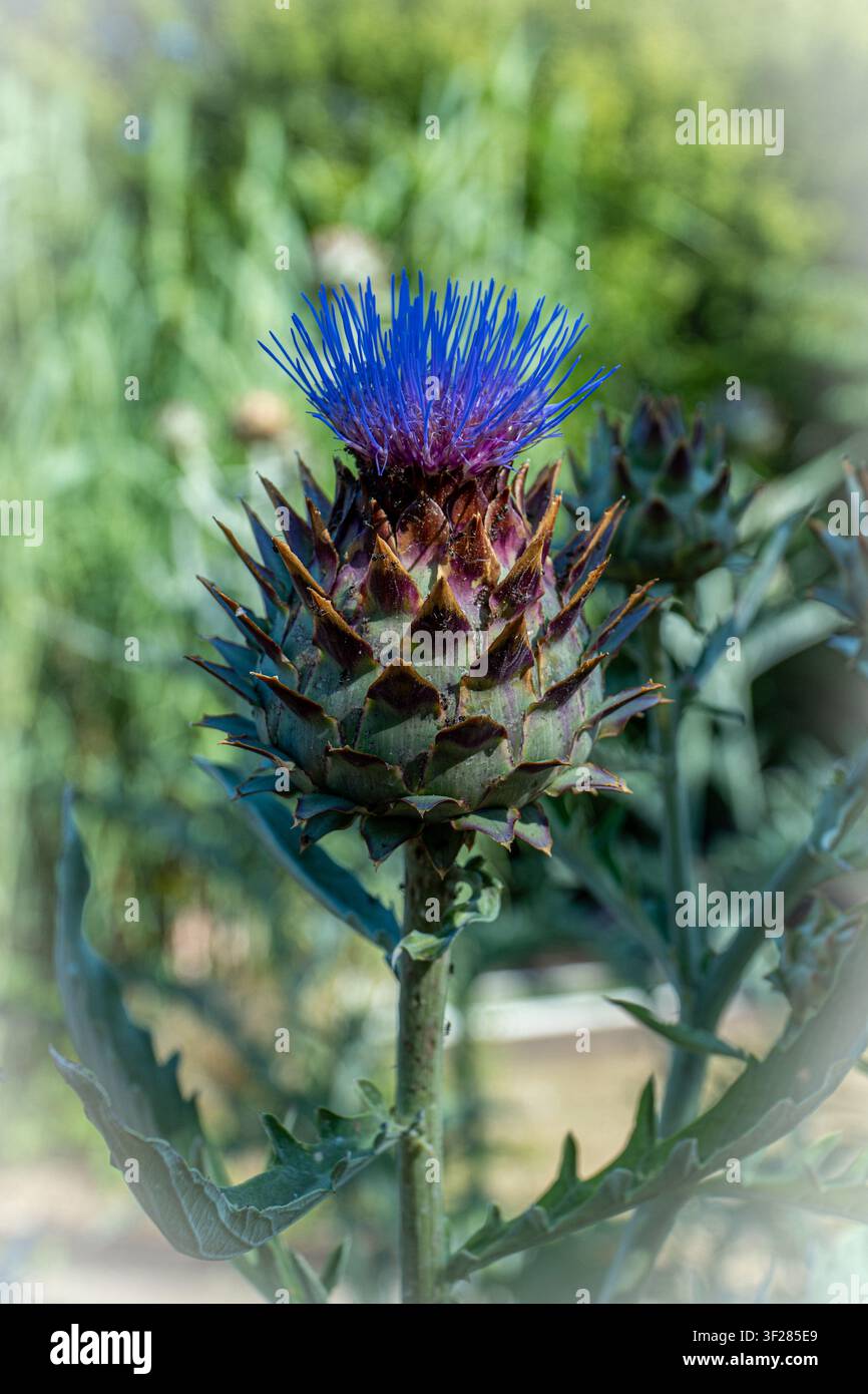 Nahaufnahme einer lila-blauen Artischockenblüte im Garten mit distelähnlichen Hochblättern und stacheliger Textur Stockfoto