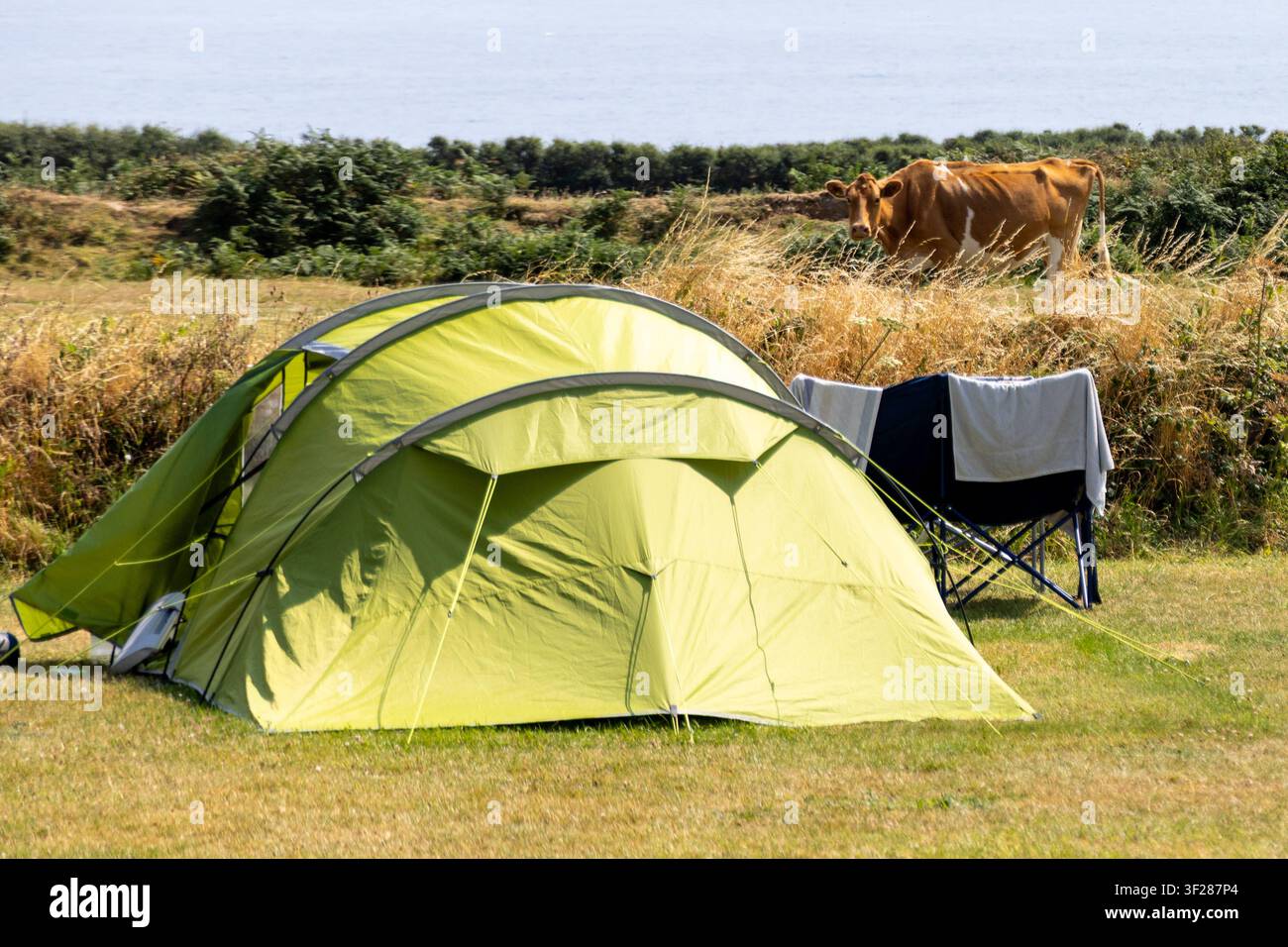 Cornwall 2026 Treen, St Levan, England - 16.7.2026: Eine Kuh schaut über ein Zelt auf einem Campingplatz. England Stockfoto