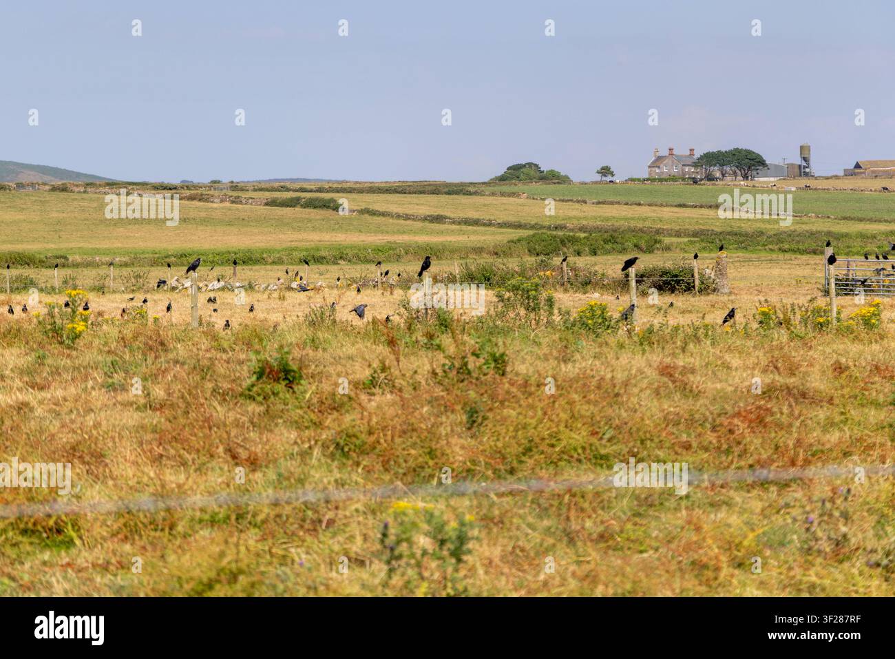 Cornwall 2026 Land’s End, England - 16.7.2026: Krähen auf einem Feld bei Land’s End England Stockfoto