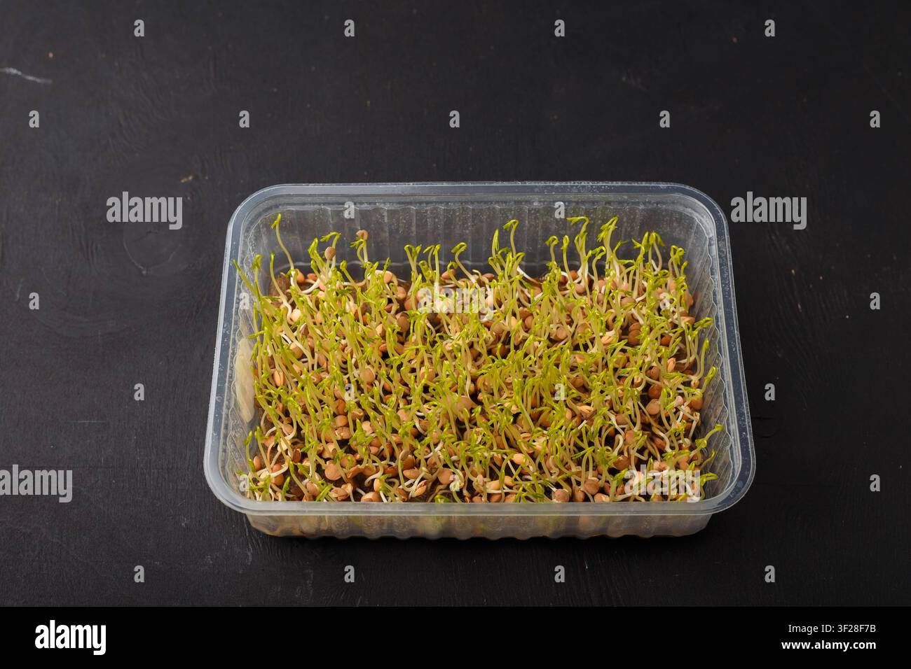Keimte Linseng Samen, grüne Sprossen oder junge Gemüseschösslinge. Linsen-Mikrogreens in einem Behälter auf schwarzem Holzuntergrund Stockfoto