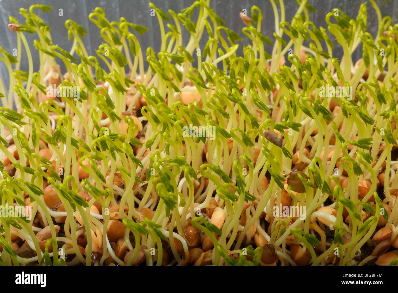 Linsen-Mikrogrün-Makro. Keimende Samen, frische junge Linsensprossen Nahaufnahme Stockfoto