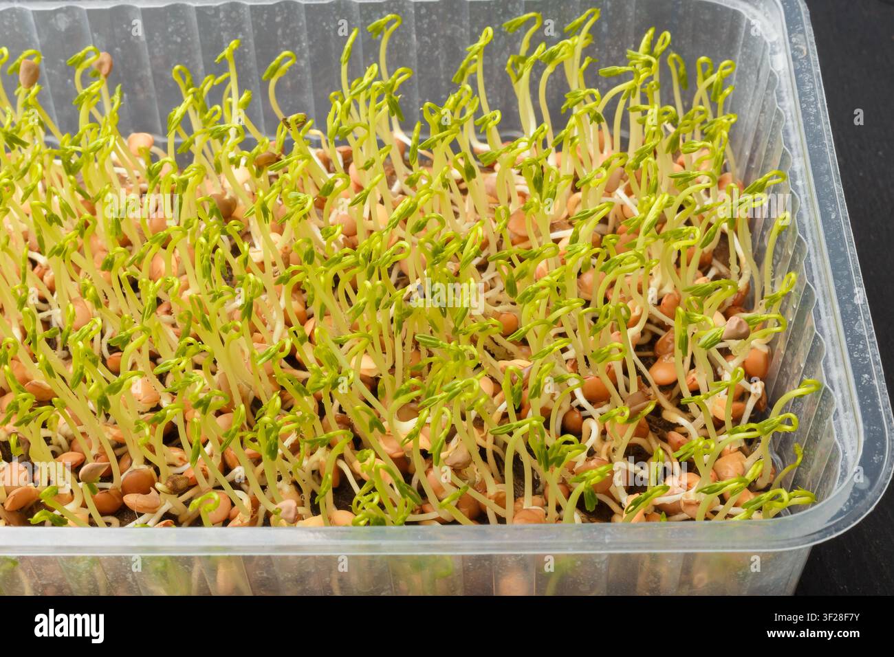 Linsen-Mikrogrün-Makro. Keimende Samen, frische junge Linsensprossen Nahaufnahme Stockfoto