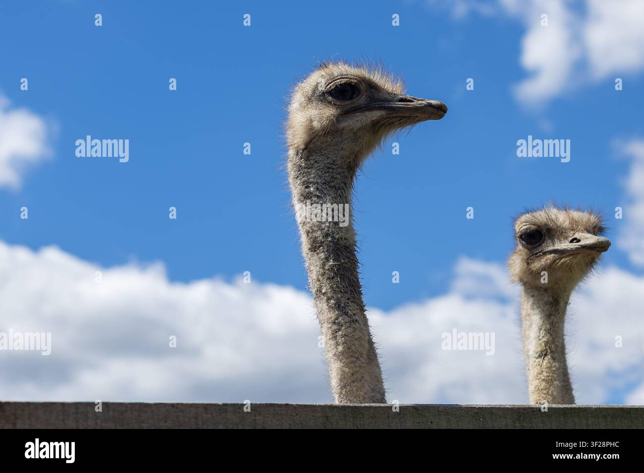 Zwei Strauße, die über einen Holzzaun spähen. Zwei Strauße spähen über einen Holzzaun unter einem hellblauen Himmel mit weichen weißen Wolken. Kopierraum. Stockfoto