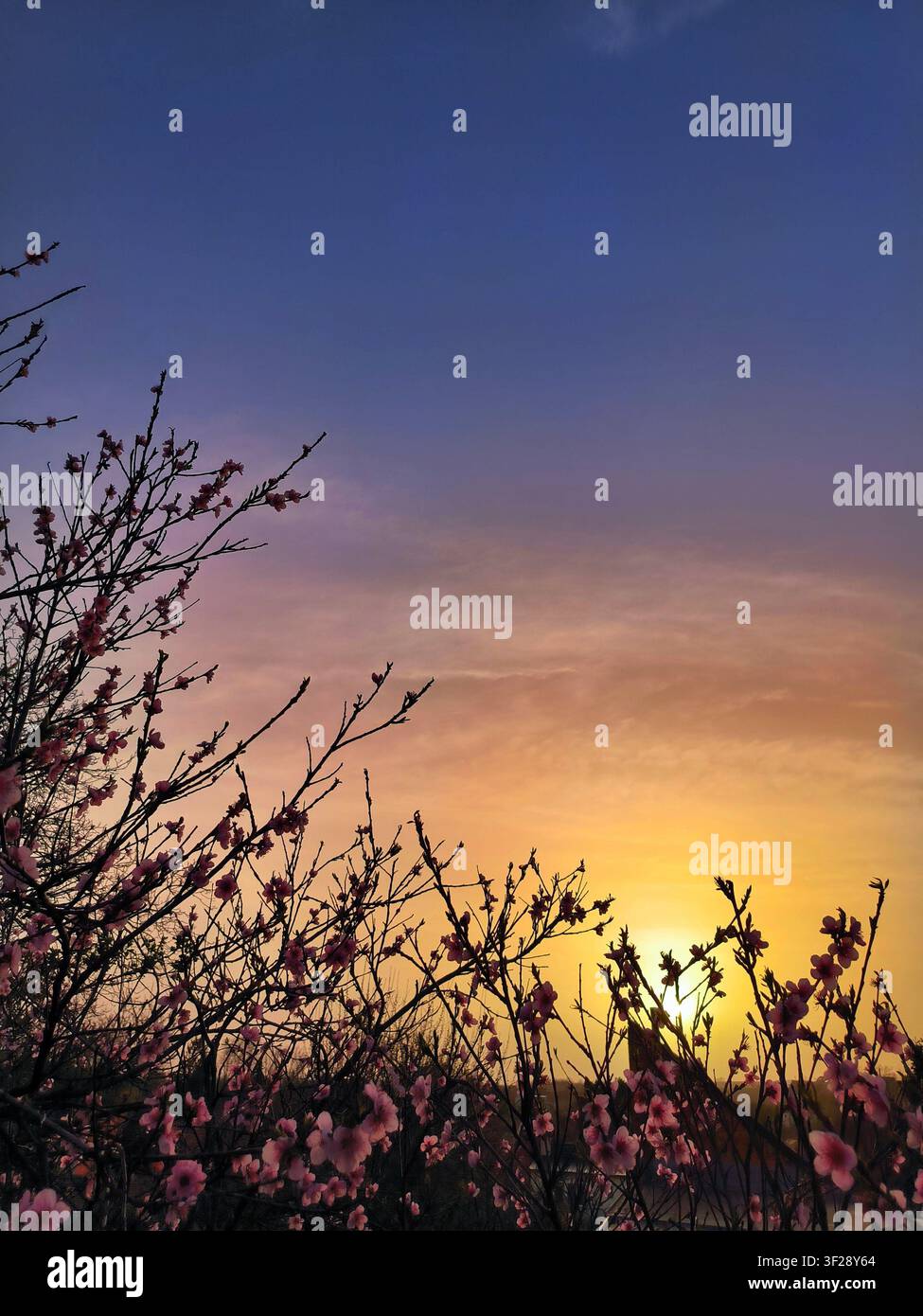 blühende rosa Pfirsichblütenzweige Silhouette vor einem farbenfrohen Sonnenuntergangshimmel - Smartphone-aufgenommenes Stockfoto