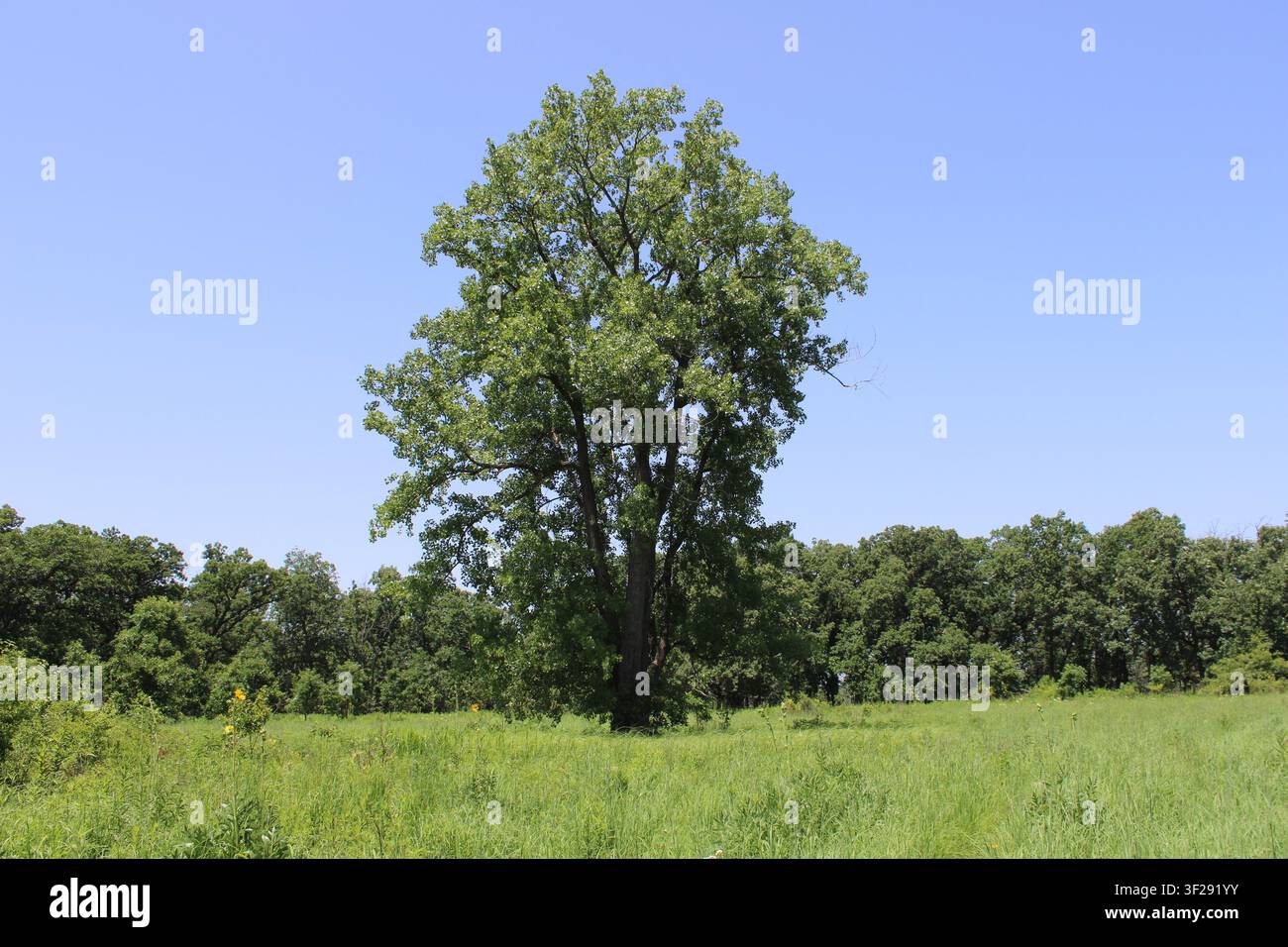 Einziger östlicher Pappelbaum auf einer üppigen grünen Wiese im Somme Prairie Nature Preserve in Northbrook, Illinois Stockfoto