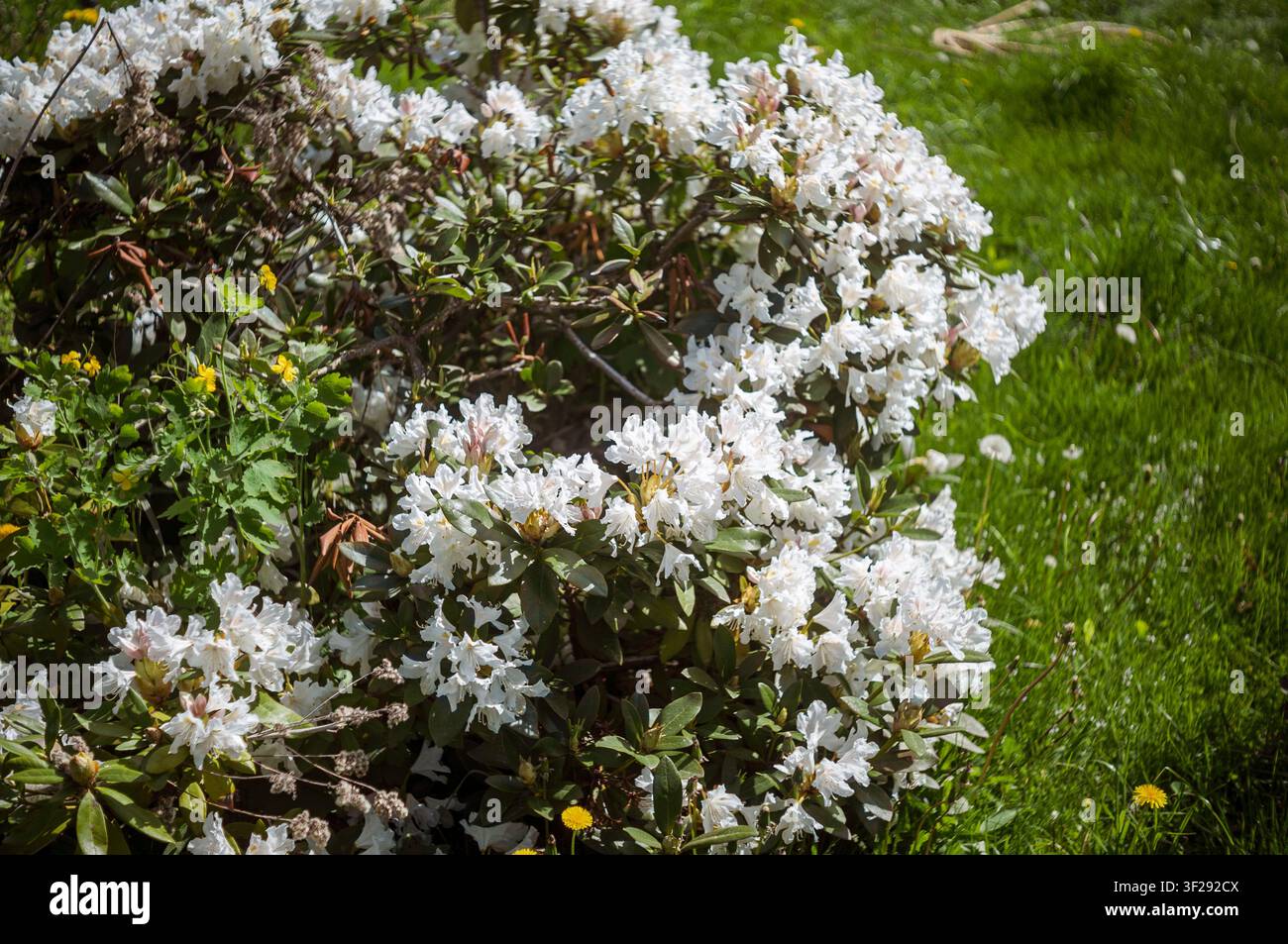 ein Rhododendron, der mit weißen schönen Blüten blühte, Aufnahme von Mitte bis Ende des Frühlings Stockfoto