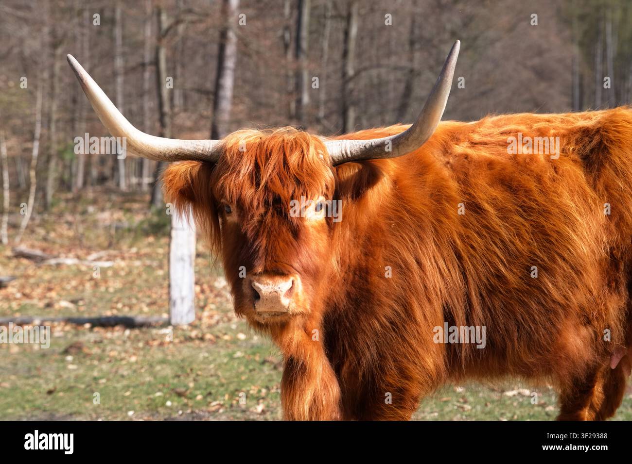 Ein majestätischer Ganzkörperbild eines roten Highland-Rinderbullen mit langen spitzen Hörnern, der an einem sonnigen Tag im Wald direkt in die Kamera blickt. Stockfoto