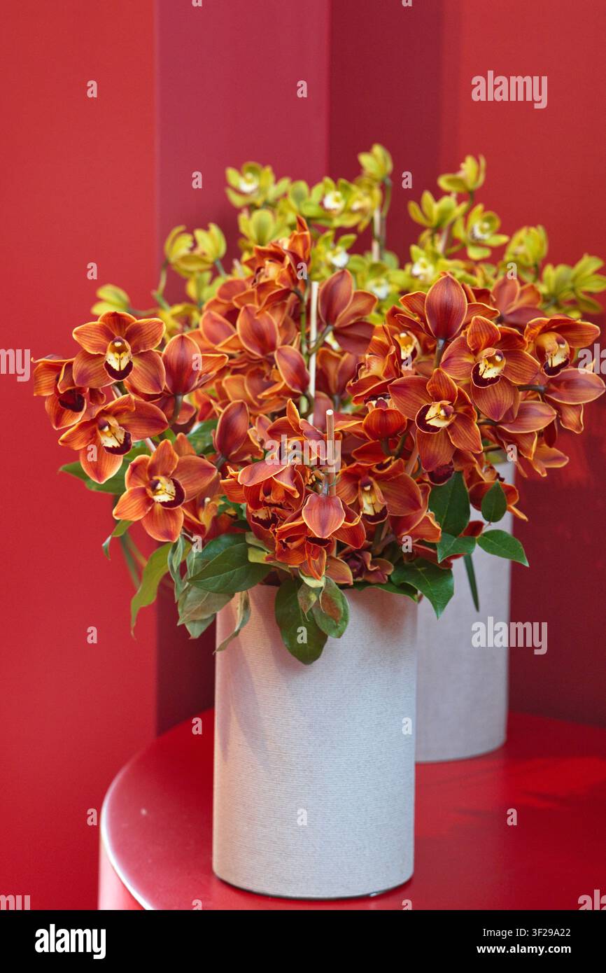 Atemberaubende Cymbidium-Orchideenarrangements in Terrakotta-Braun und Limettengrün in modernen Keramikvasen vor einem kräftigen roten Hintergrund auf einer Ausstellung. Stockfoto