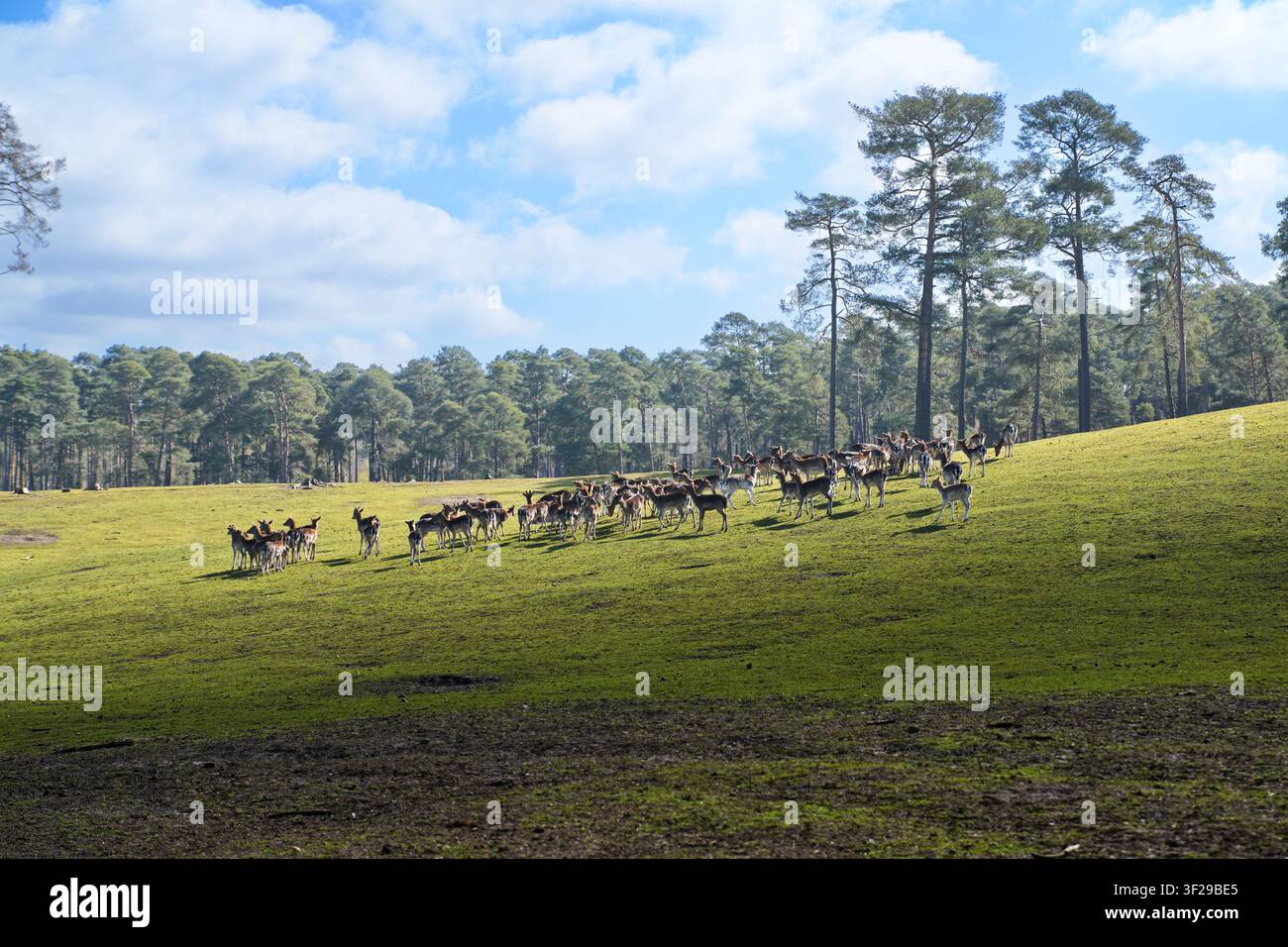 Ein weitläufiger Landschaftsaufnahm einer großen Herde Wildschweine (Dama dama) mit Hirschen und Hinden, die zwischen hohen Kiefern in einer sonnendurchfluteten Waldlichtung stehen. Stockfoto